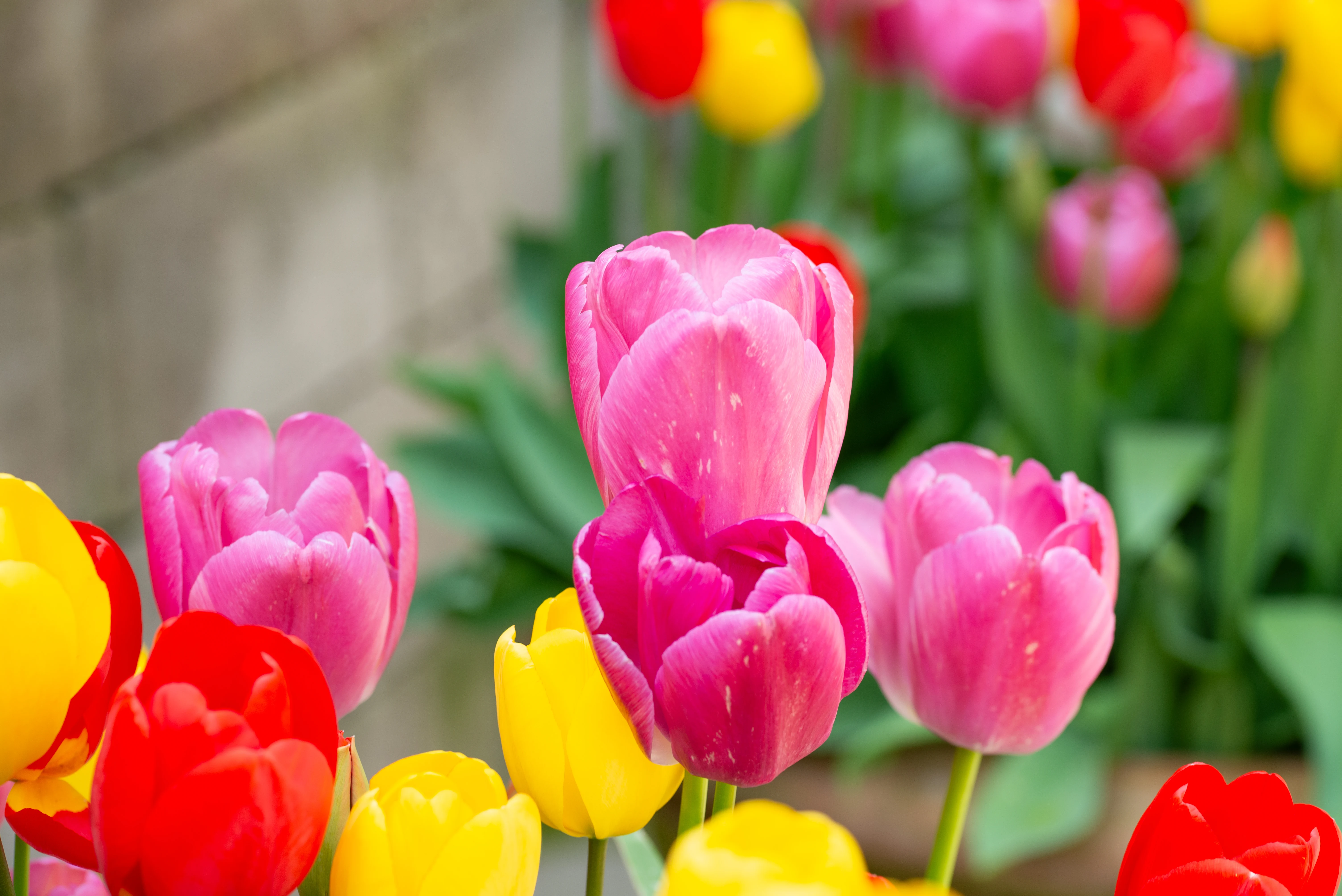 A close-up image of several pink tulips, one large and prominent in the centre, with a bright yellow tulip to its left and a red tulip to its far left. More out-of-focus tulips in red, pink, and yellow are visible in the background.