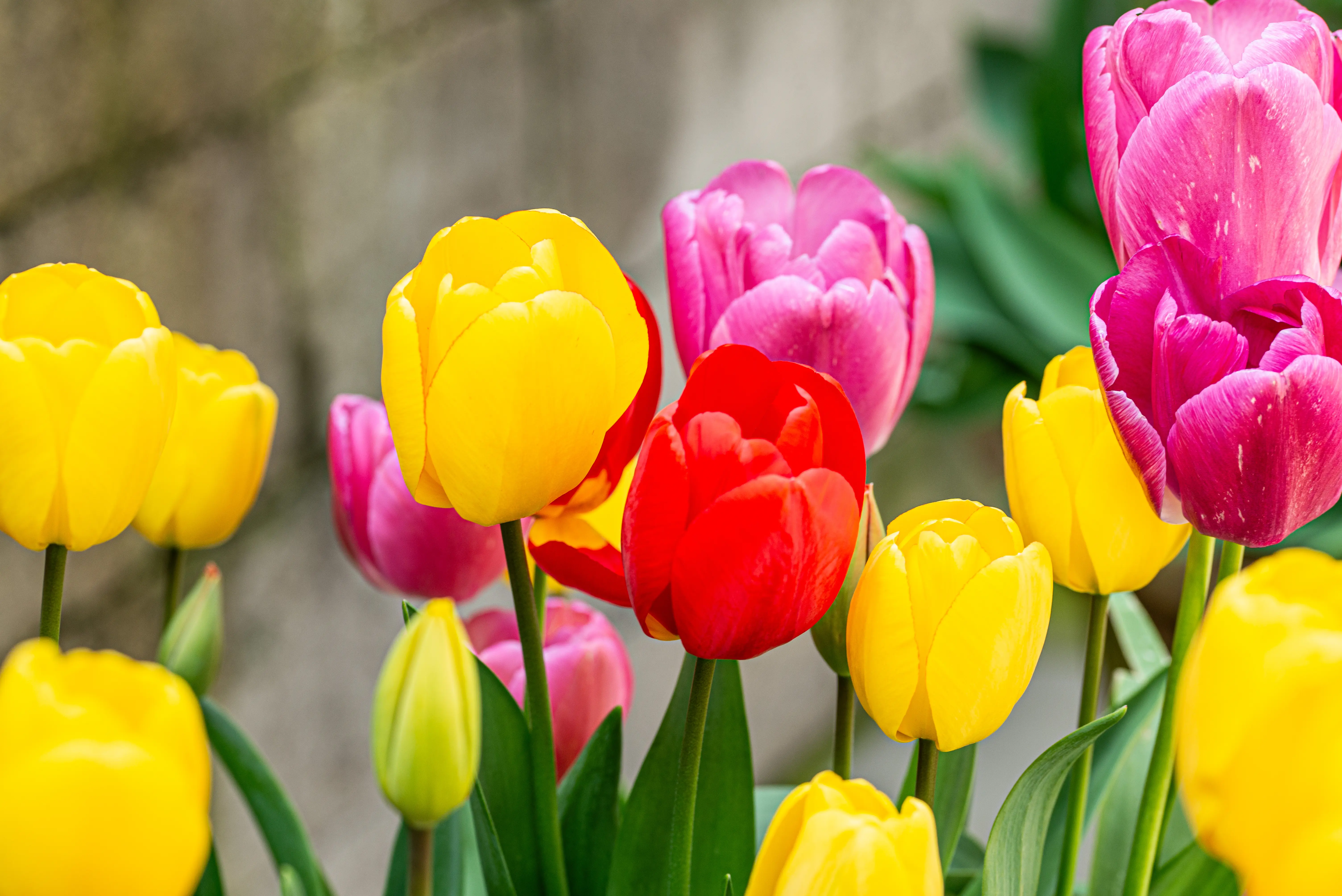  A cluster of blooming tulips in various colours including yellow, red and pink, with green leaves and a grey textured background.