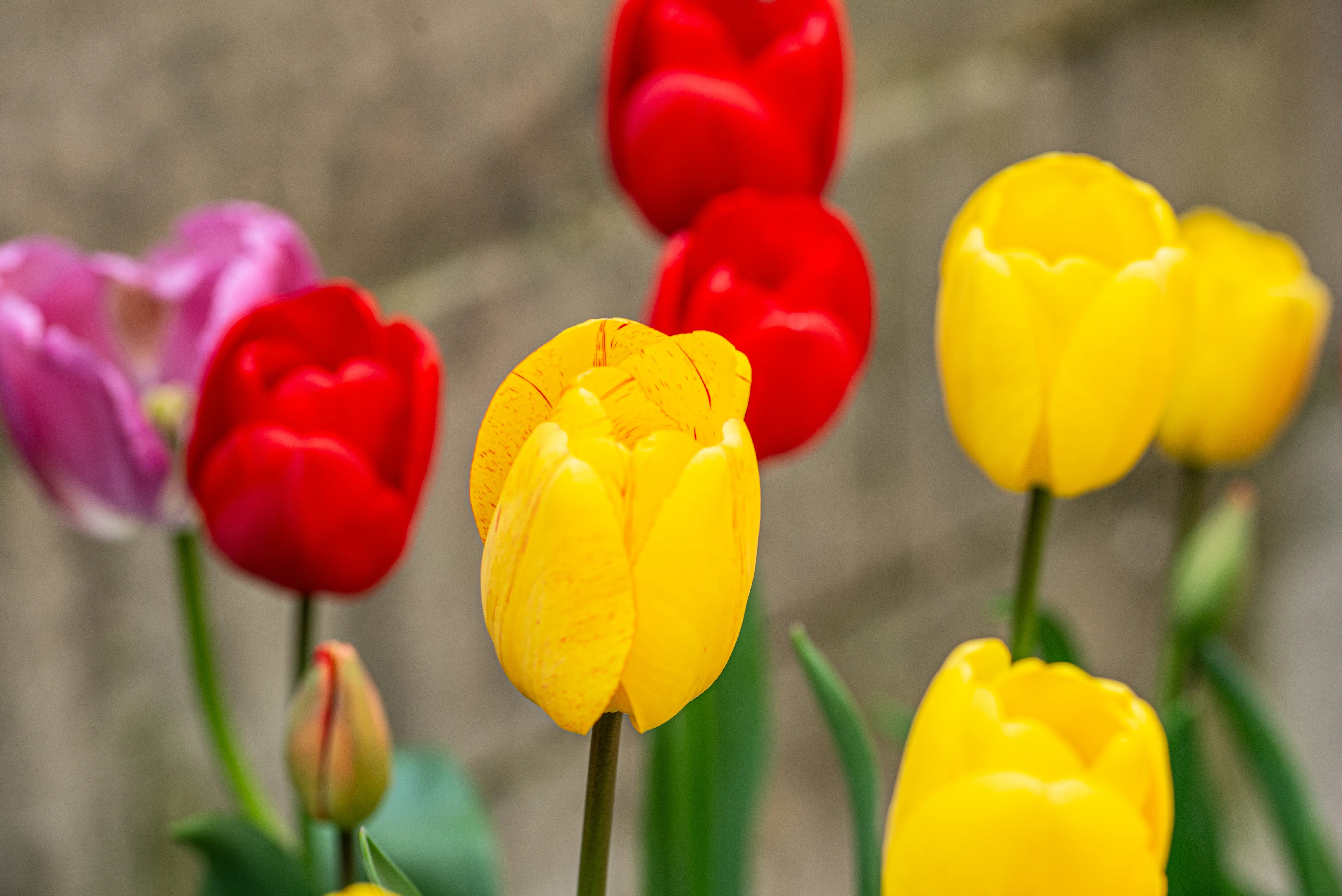 A close-up shot of several blooming tulips in various colours including bright yellow, deep red, and a soft pink, with a blurred background.