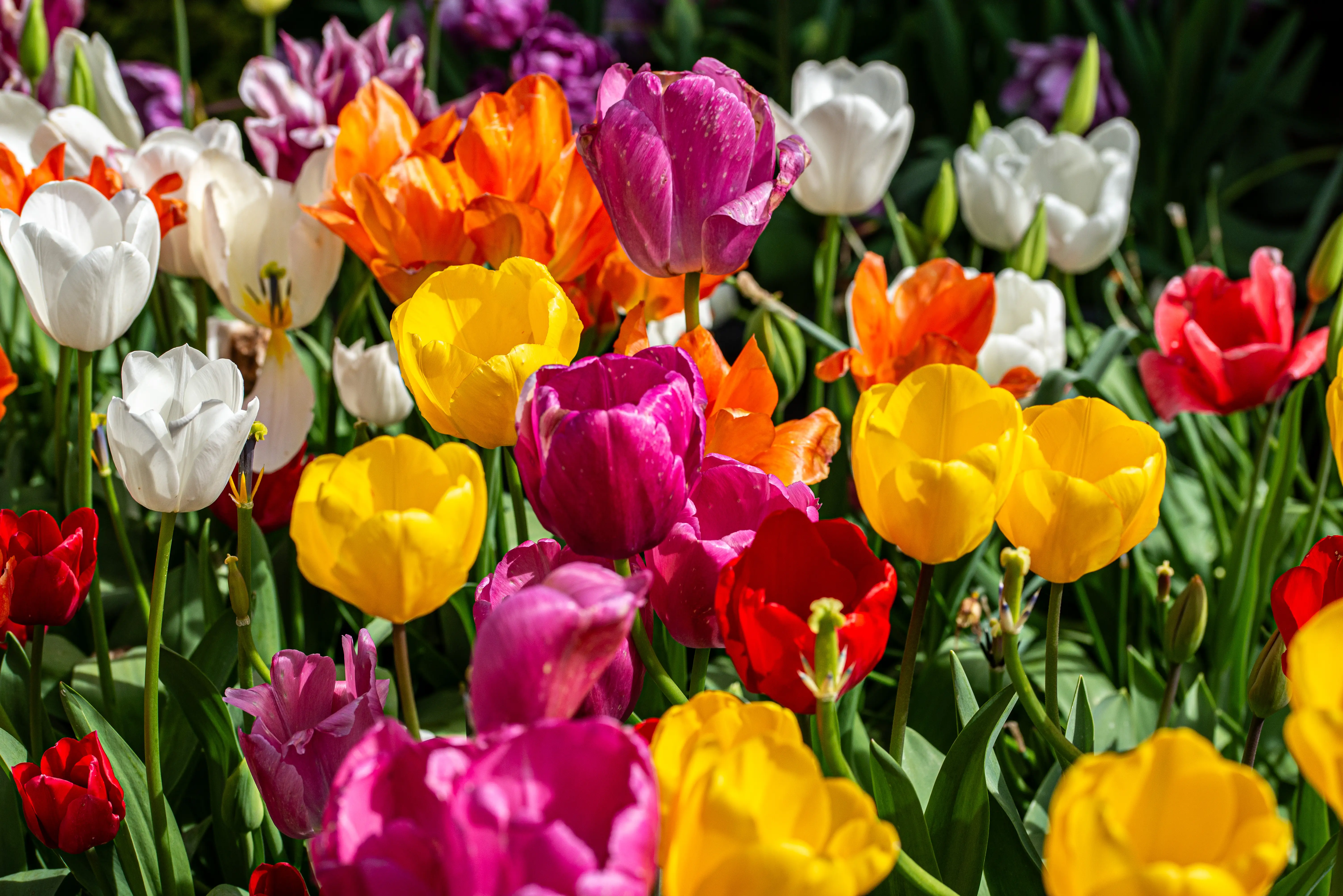 A dense bed of blooming tulips in multiple bright colours, including red, yellow, orange, white, and purple. The flowers are in focus, with soft green foliage in the background.
