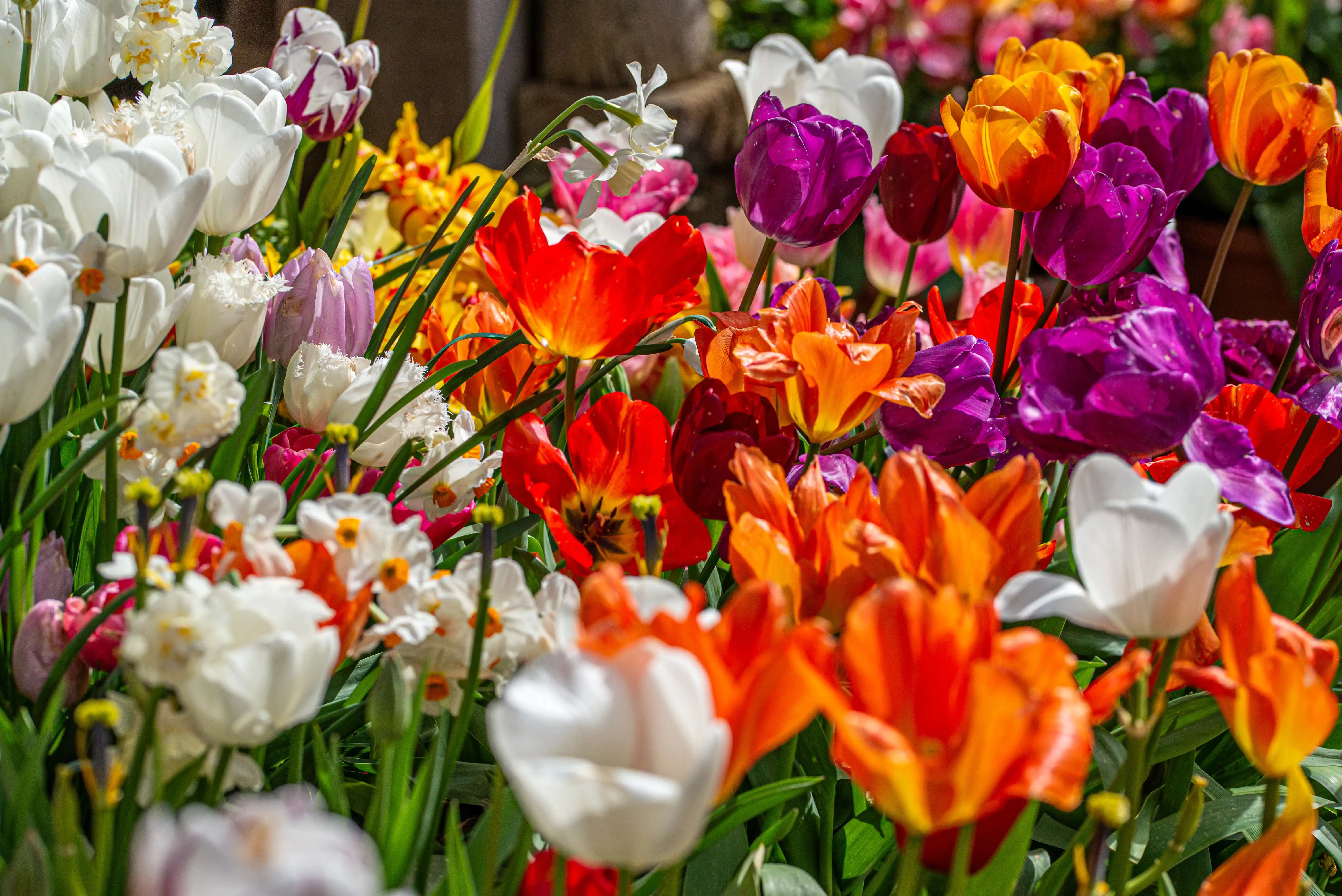A close-up, eye-level shot of a densely packed bed of blooming tulips and daffodils in a variety of bright colours, including white, red, orange, yellow, and purple, with green foliage.