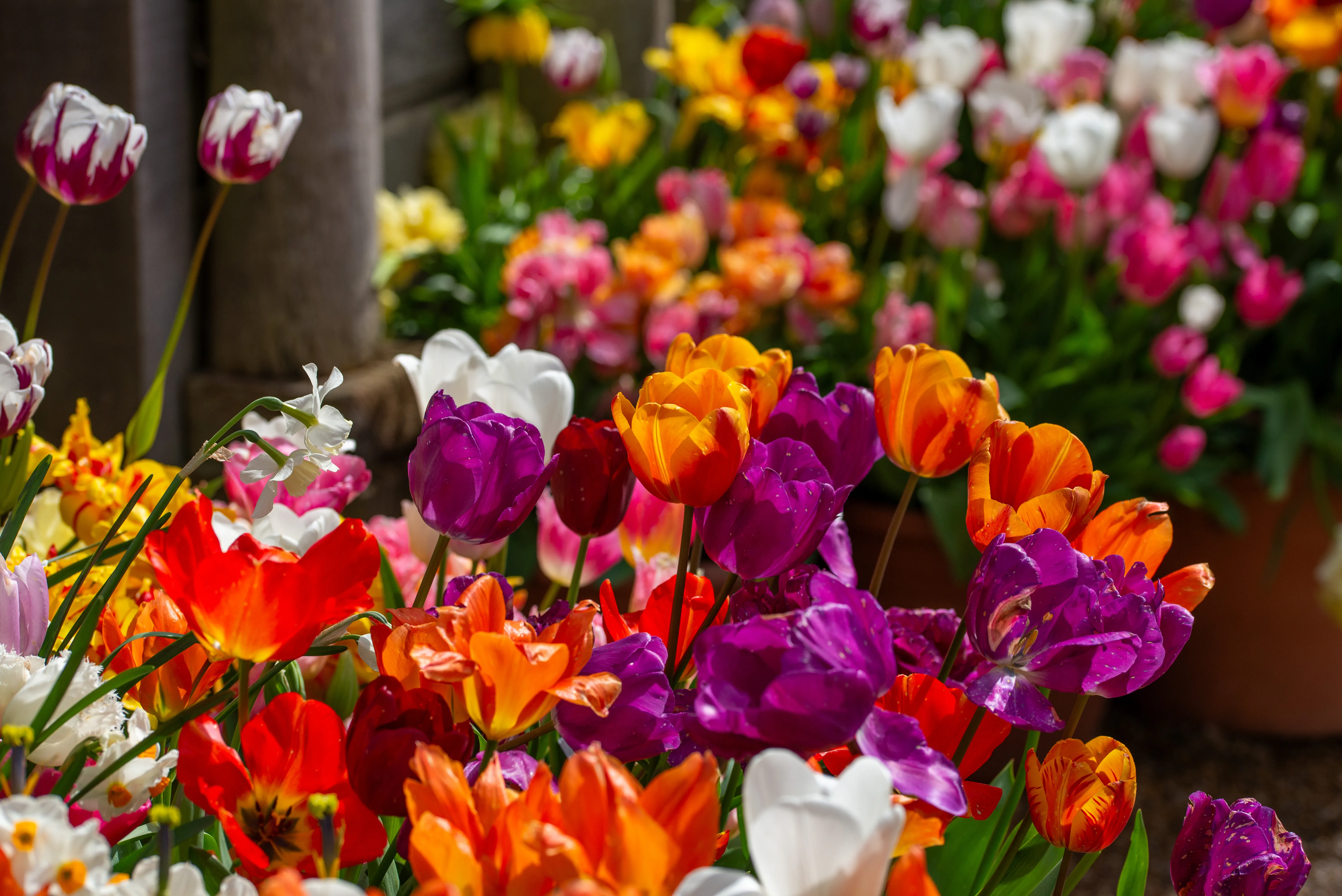 Close-up of a variety of colourful tulips and daffodils blooming in a garden, with a soft focus background.