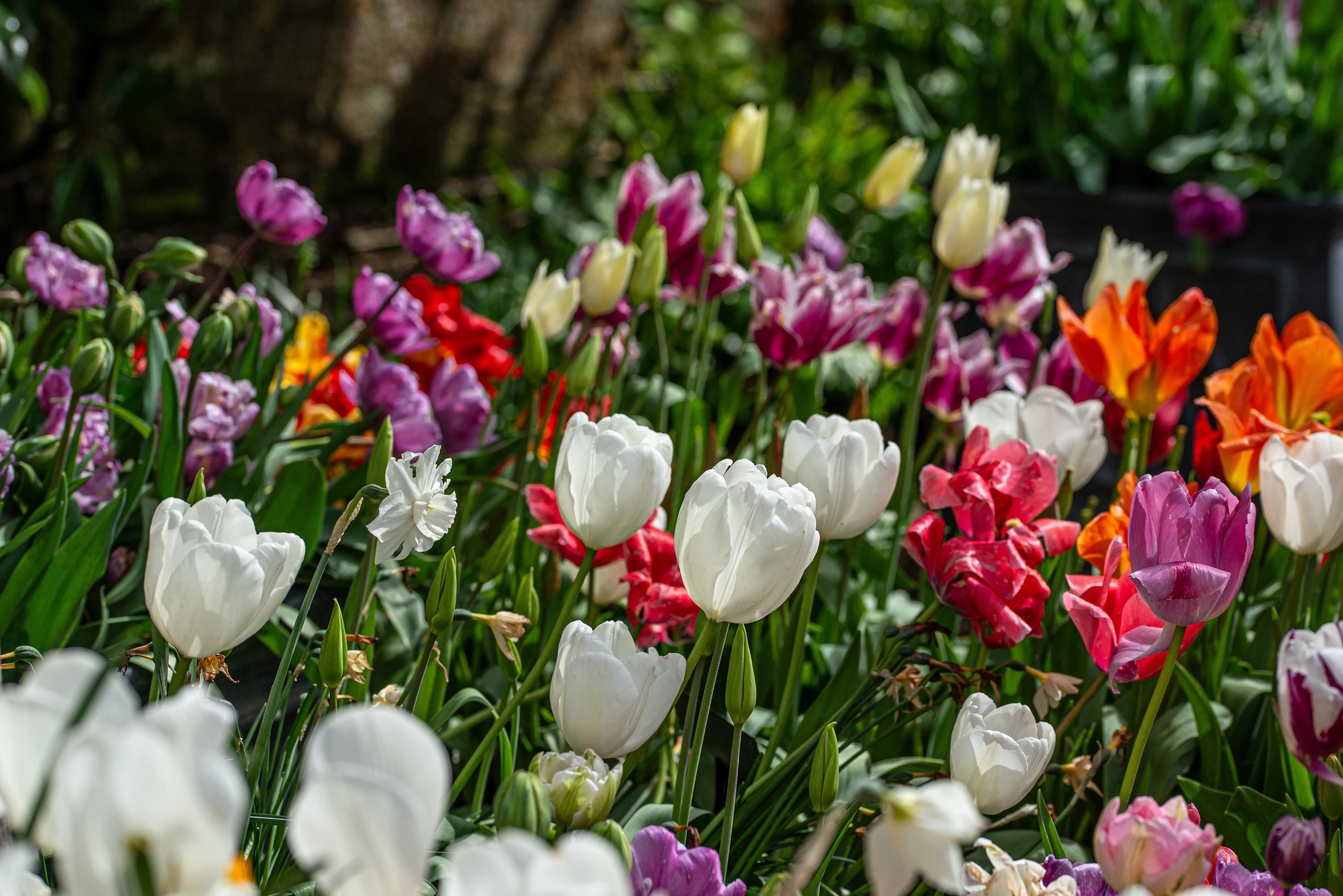 A close-up photograph of a garden bed filled with a variety of blooming tulips and a few daffodils, showcasing a mix of white, deep pink, red, orange, and light purple flowers.
