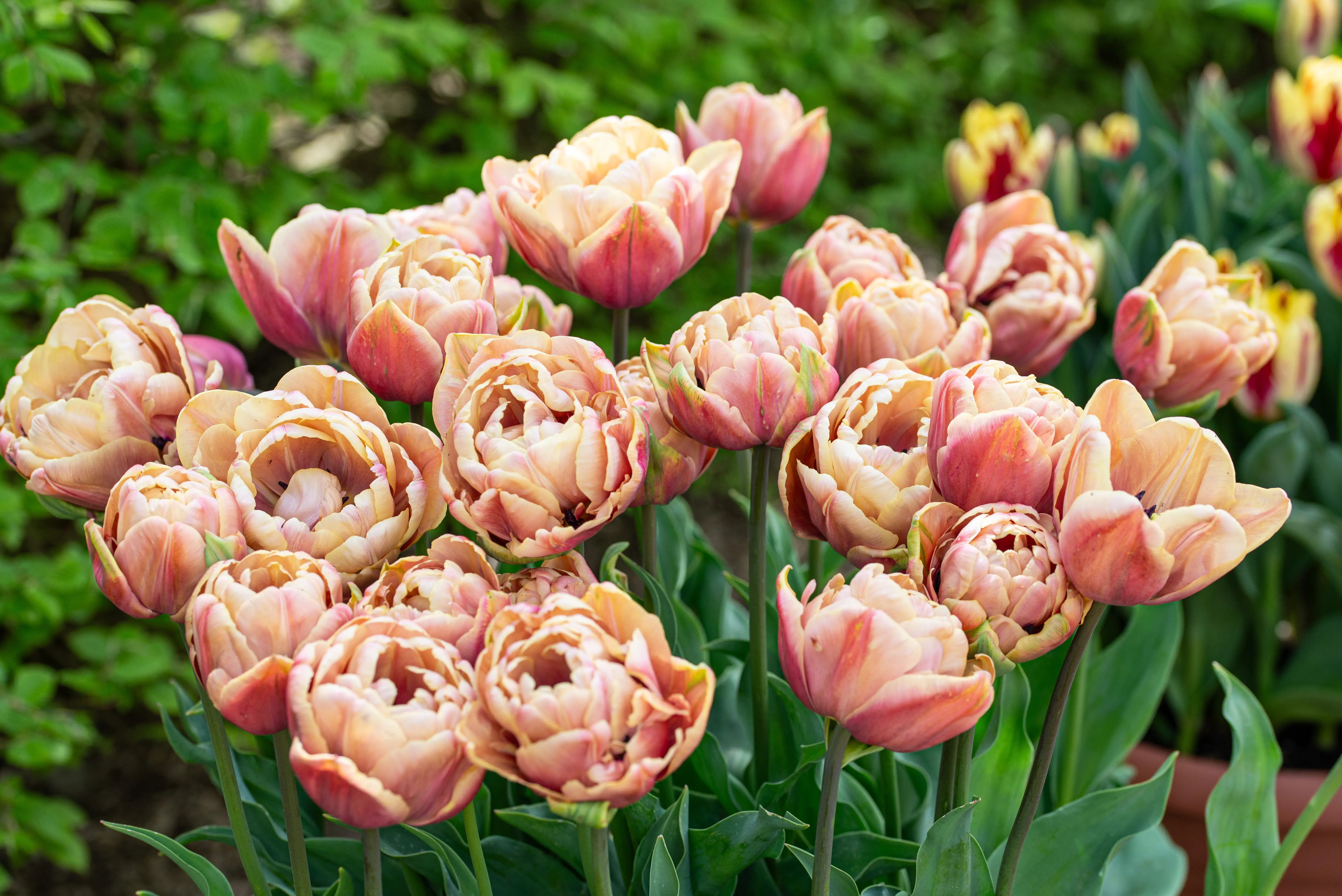 A group of fully opened, double-petalled tulips in shades of peachy-pink and apricot, with some petals edged in rose pink. The flowers have ruffled, layered petals and are set against a blurred green background.