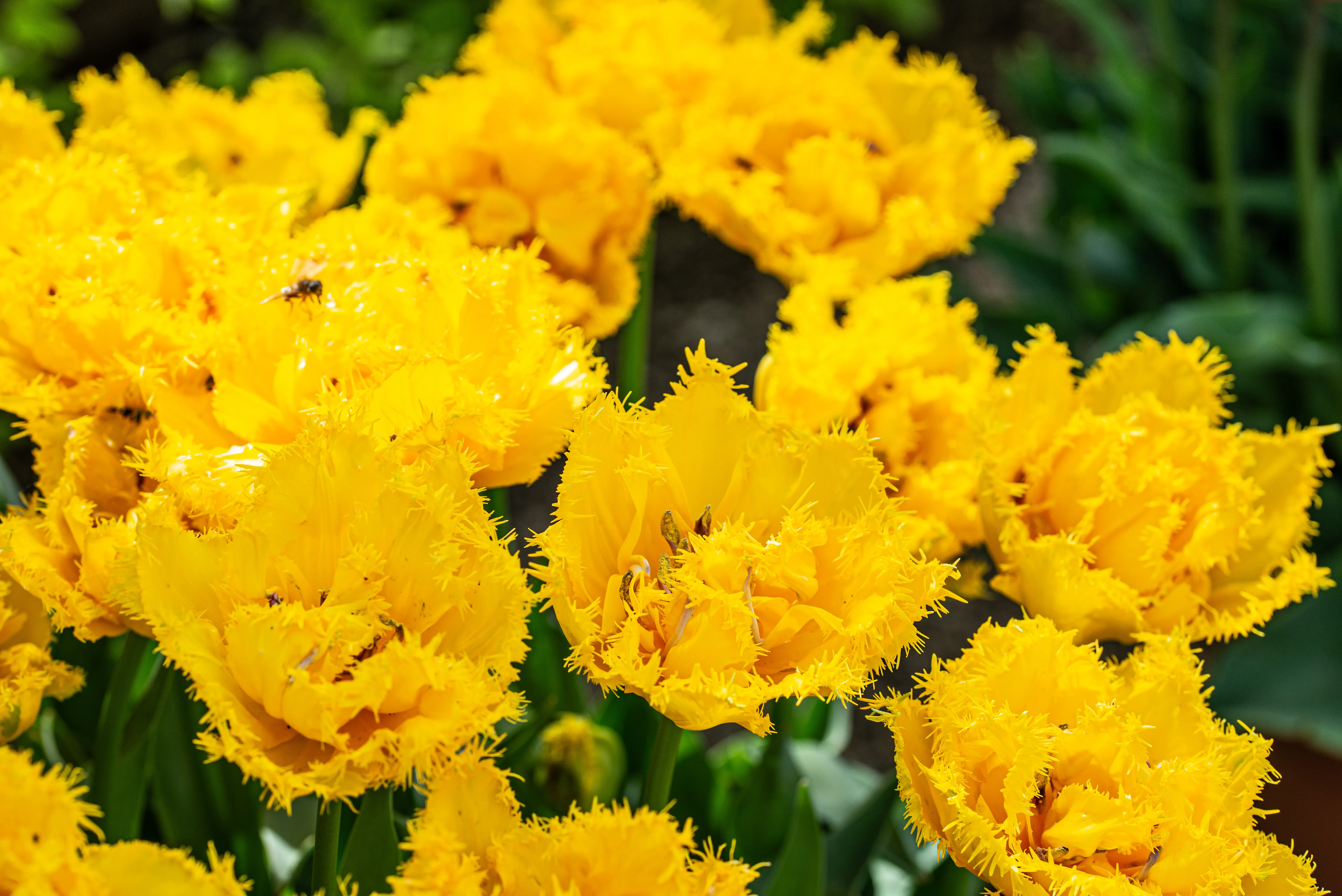 A close-up view of several vibrant yellow fringed tulips. One tulip in the foreground has a small insect on its petals.