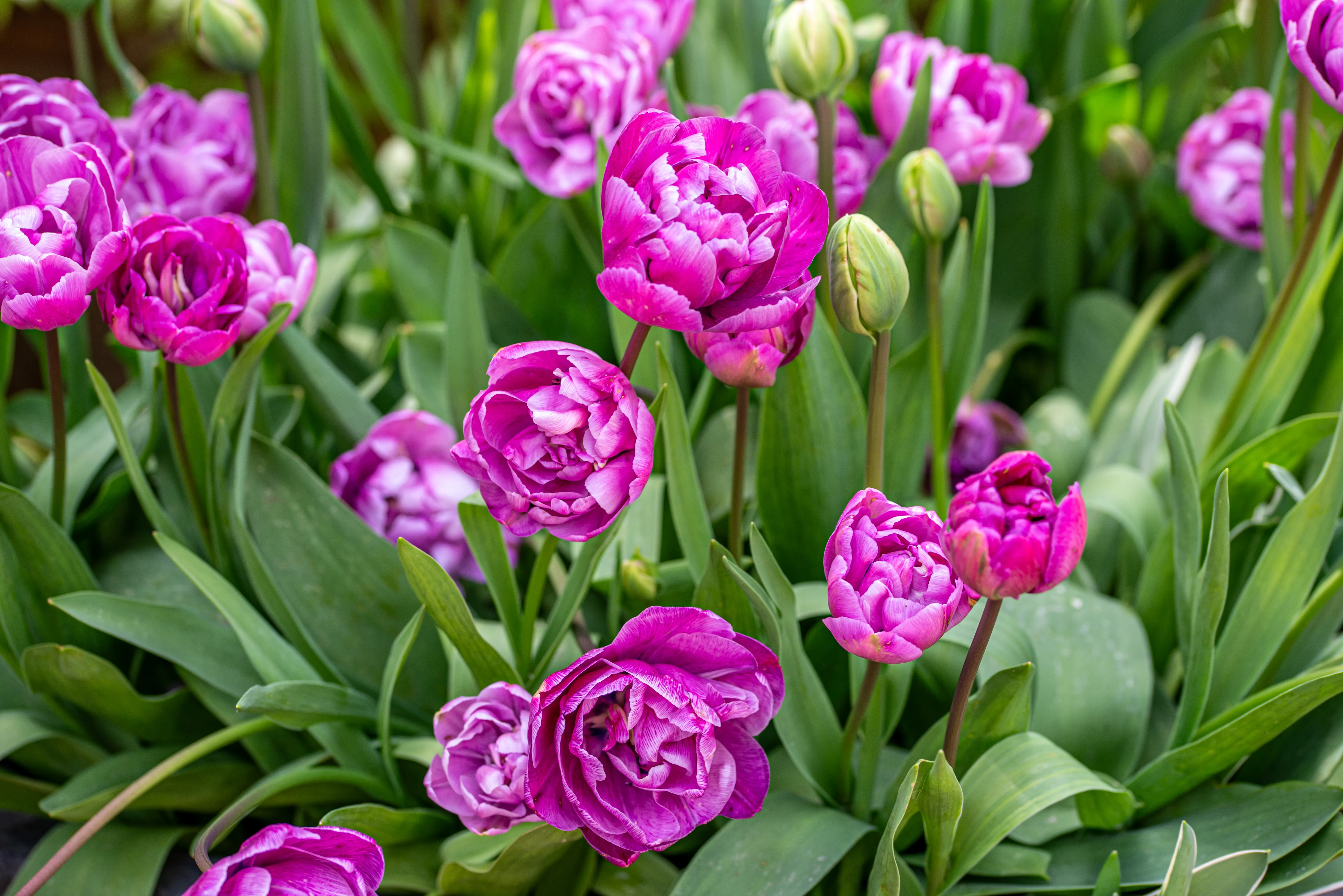 A cluster of fully bloomed double purple tulips with ruffled petals, surrounded by green leaves and some closed buds.