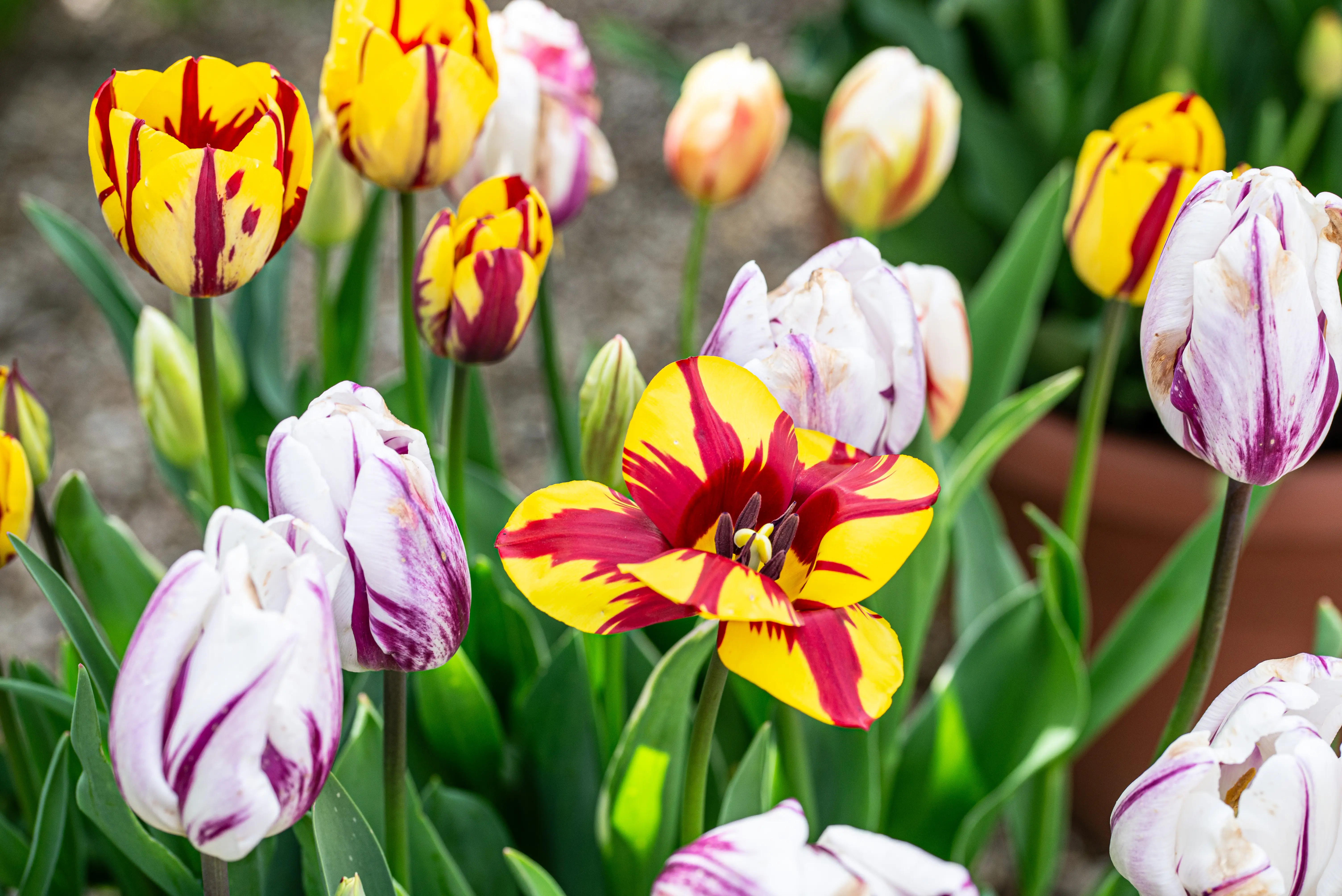 A close-up photograph of a garden bed filled with a variety of blooming tulips and a few daffodils, showcasing a mix of white, deep pink, red, orange, and light purple flowers.
