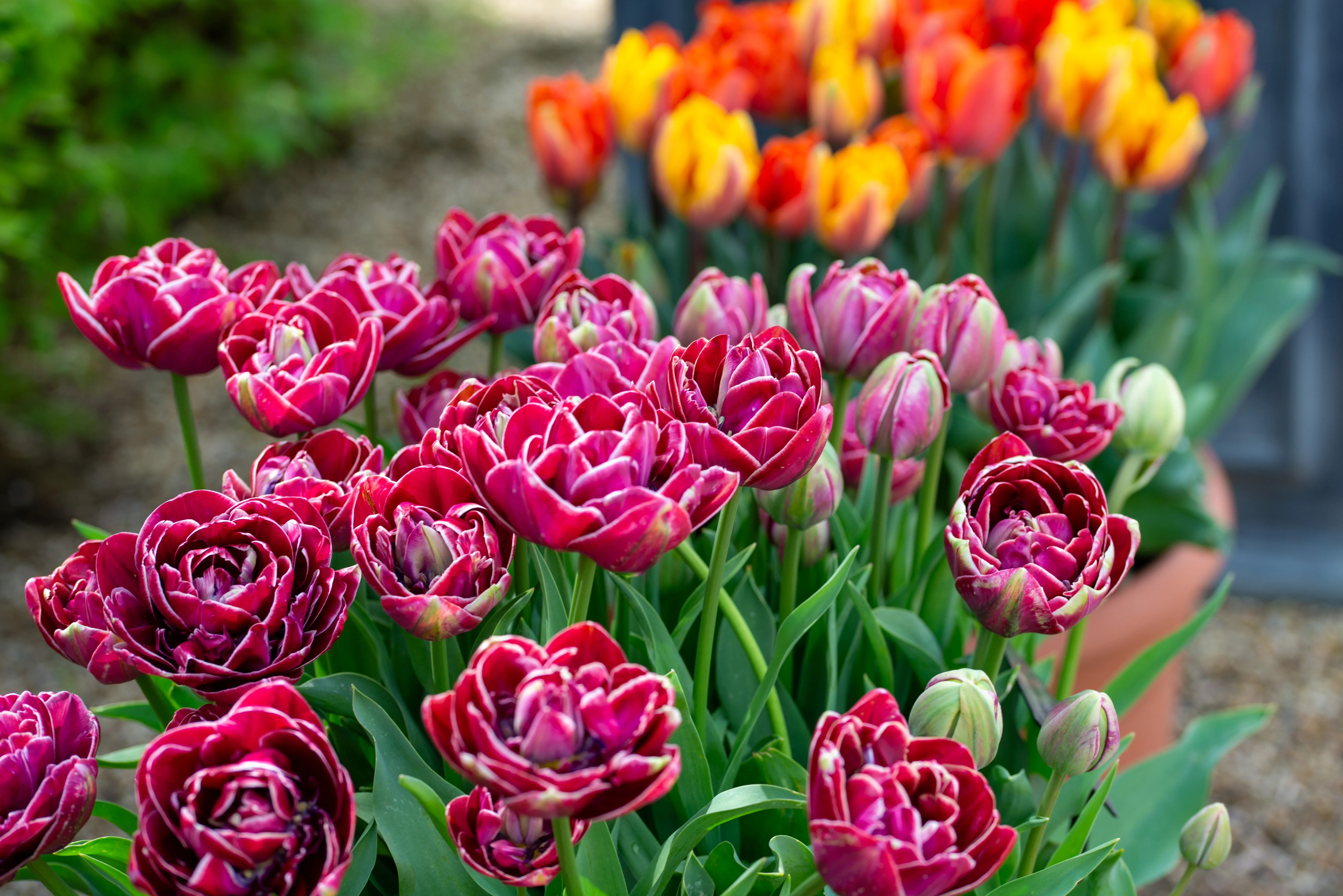 Close-up of many dark pink, ruffled tulips with white edges, with out-of-focus orange and yellow tulips in the background.