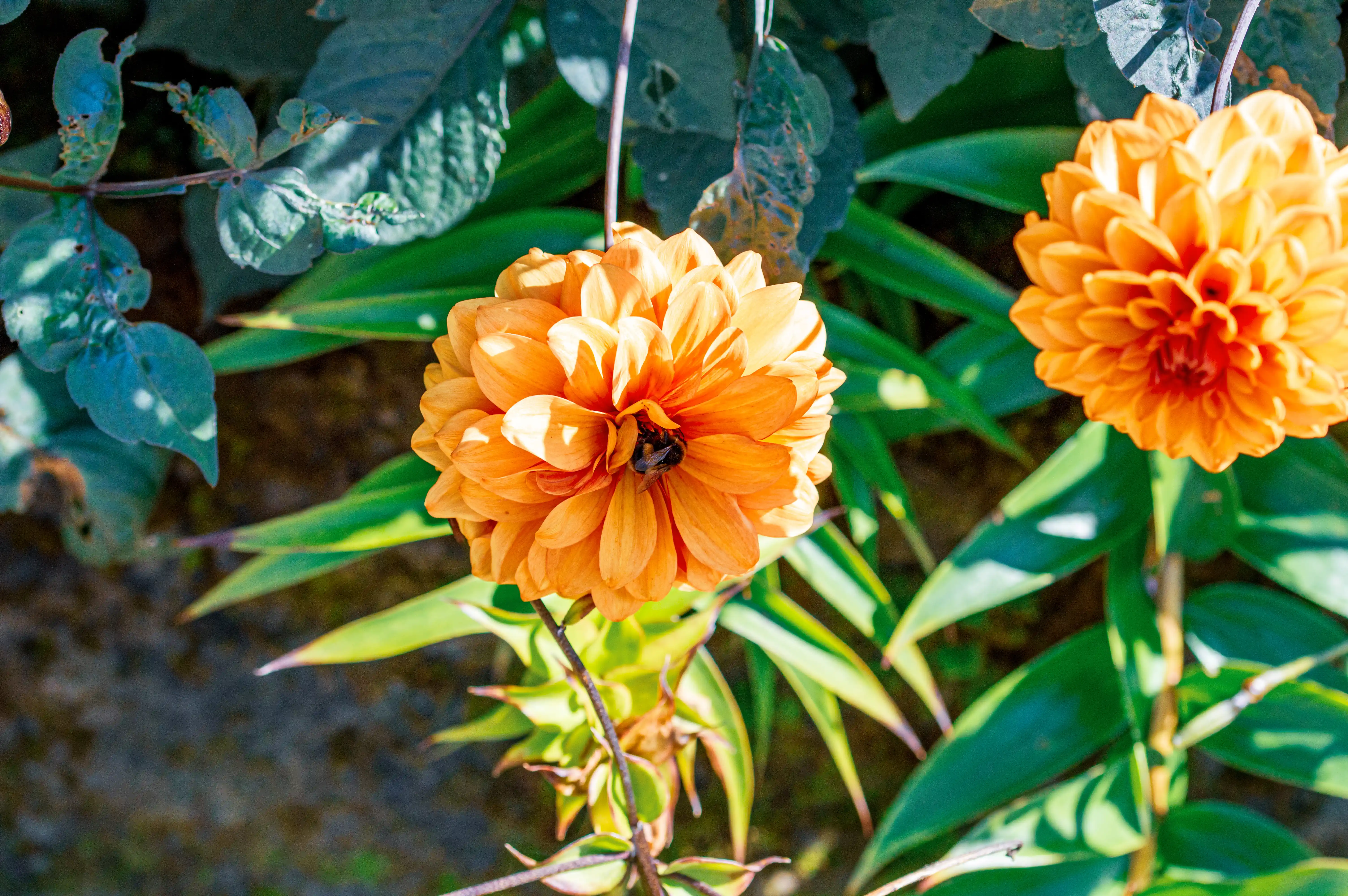 A bumblebee is nestled in the centre of a fully bloomed orange dahlia flower. The flower has many delicate, layered petals and is surrounded by green leaves and some darker, slightly wilting foliage.
