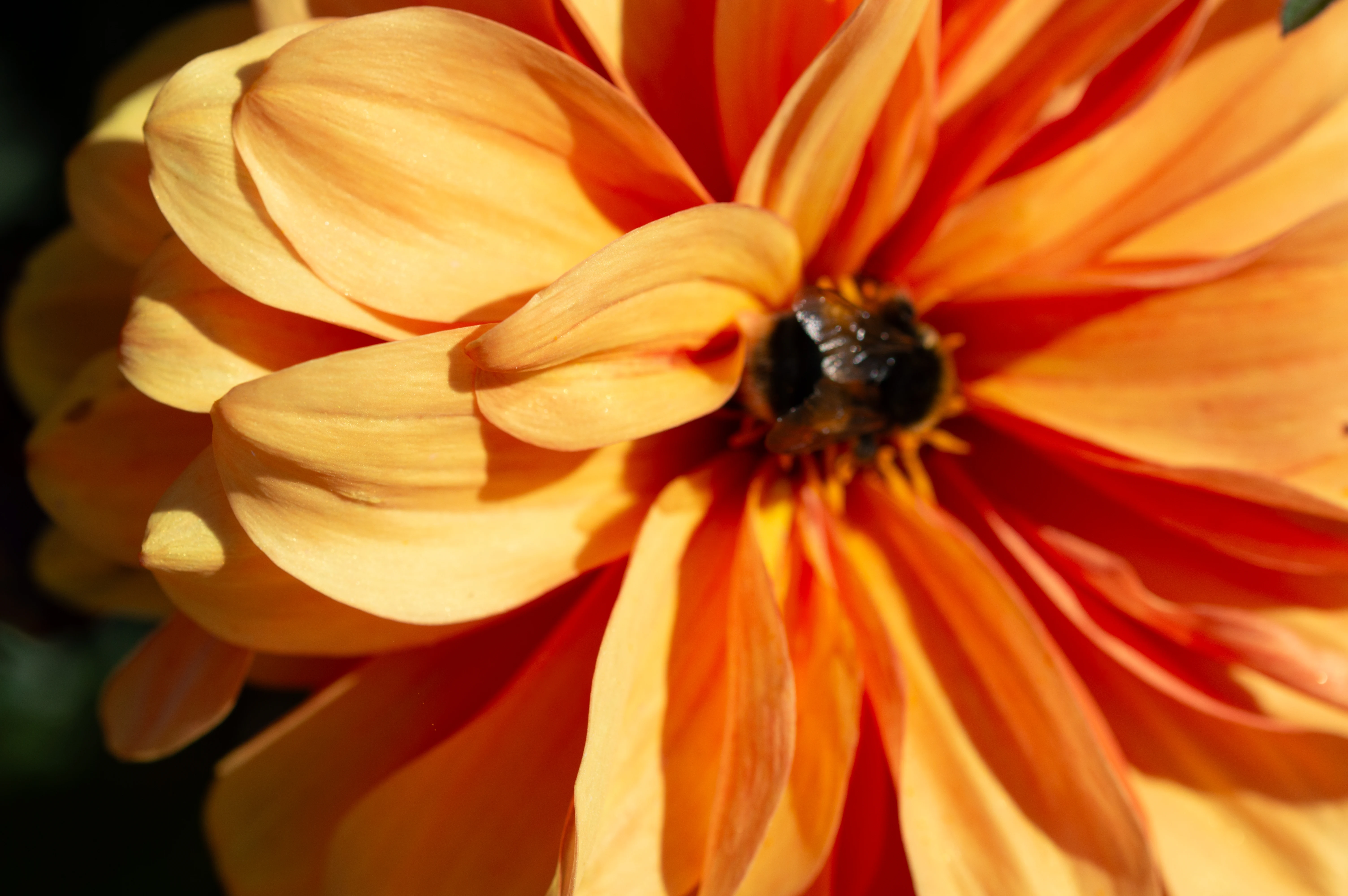 A detailed, sunlit photograph of a single orange dahlia flower. The focus is on the layered petals, which transition from a deep orange to a bright tangerine, revealing subtle veining. The dark centre of the flower is visible, surrounded by the lush, out-of-focus green leaves of the plant.