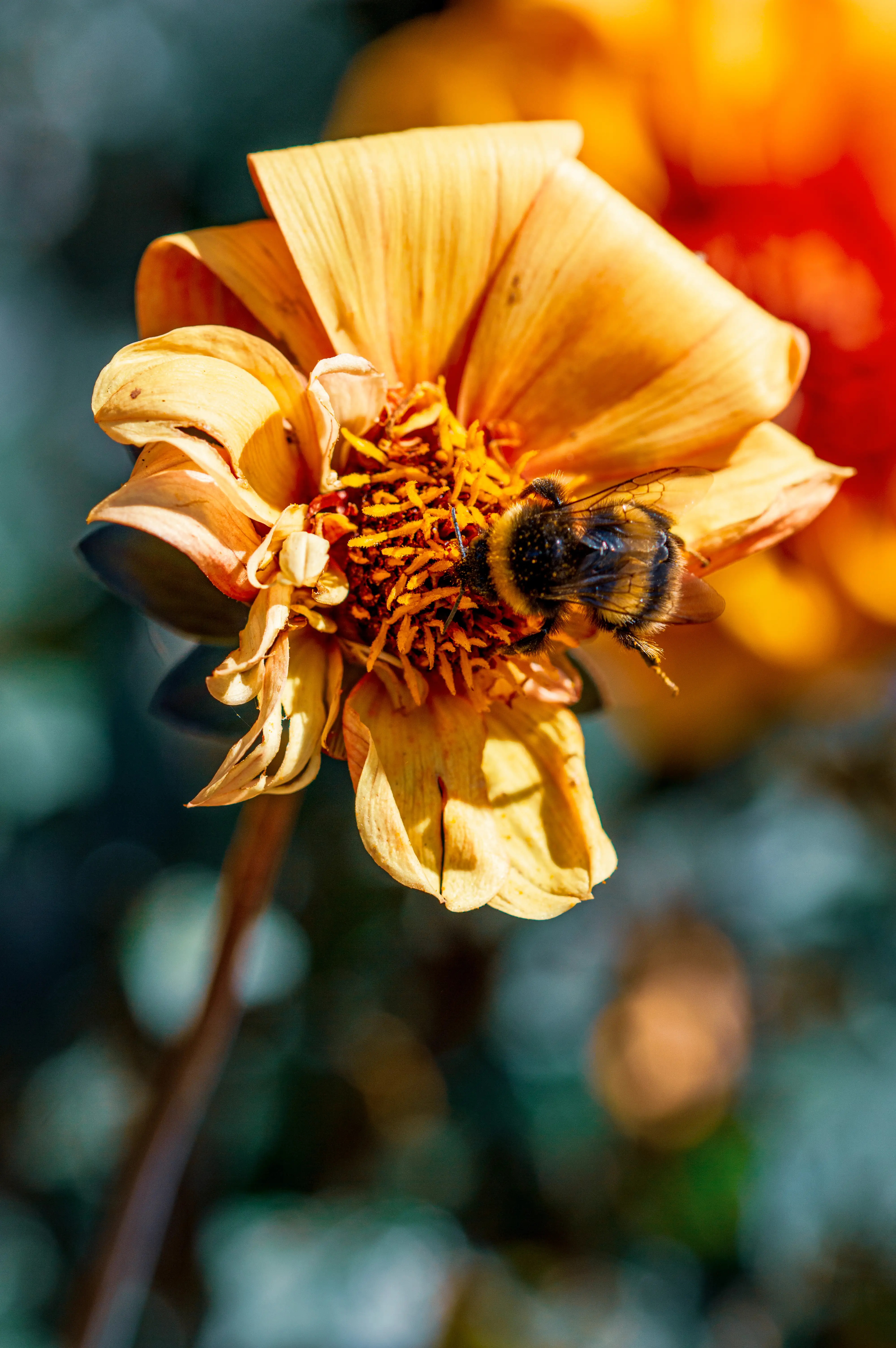 A macro photograph of a bumblebee with black and yellow stripes nestled in the centre of an open orange dahlia flower, with soft bokeh in the background.