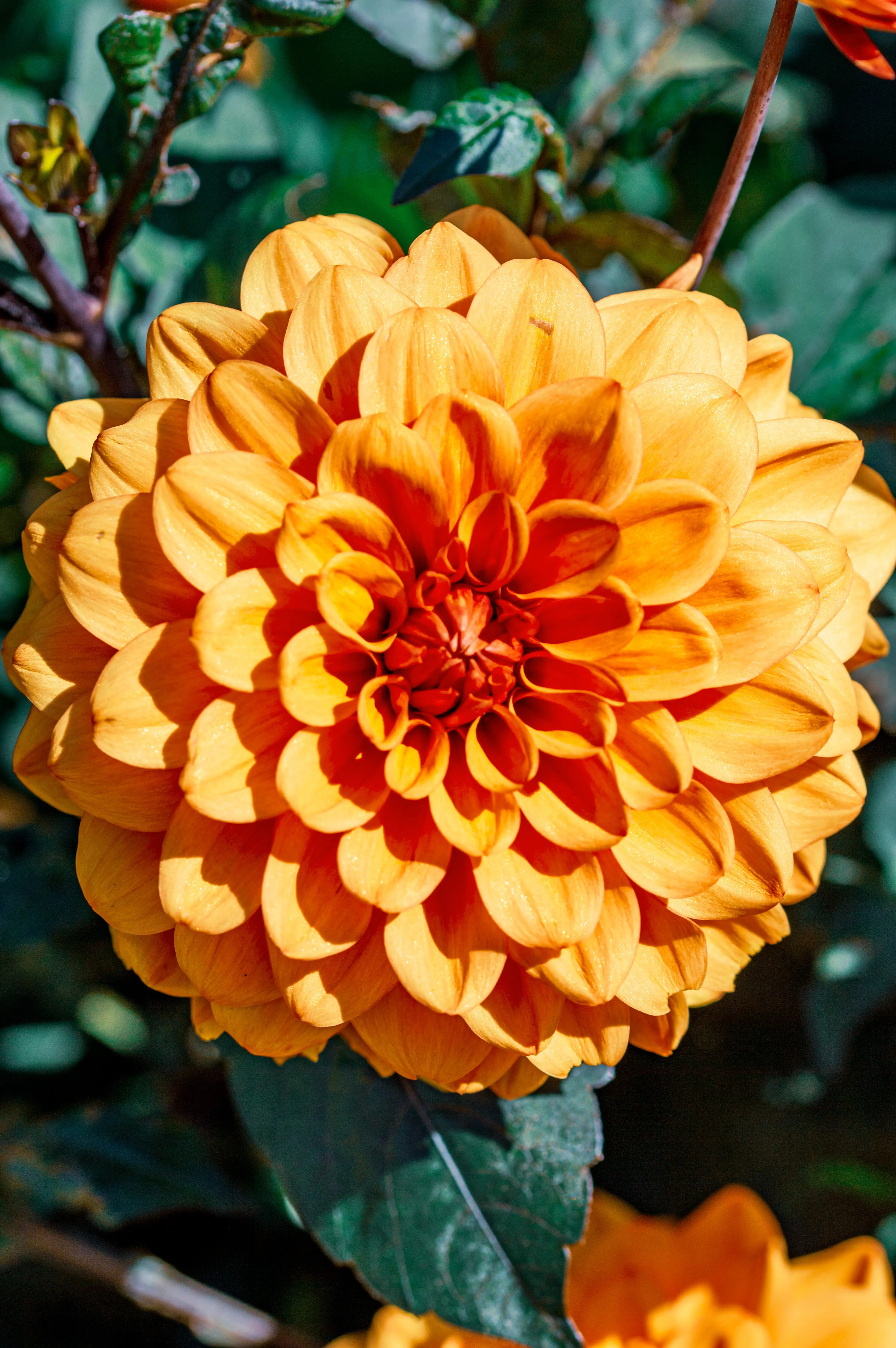 Close-up of a bright orange dahlia flower with many layered petals, bathed in sunlight.