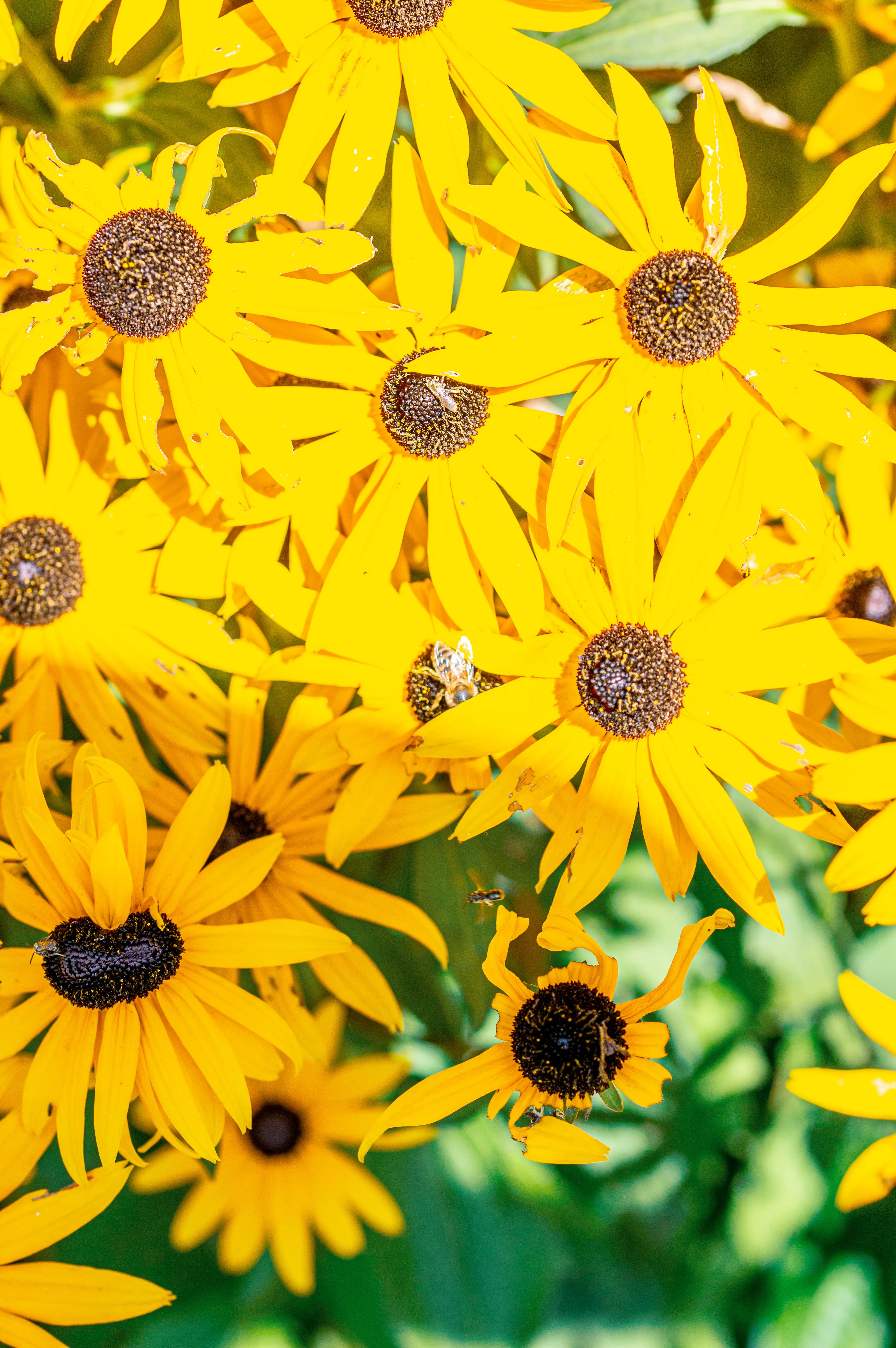 A densely packed cluster of bright yellow Black-Eyed Susan flowers, each with a dark brown centre. Several small bees are visible, some on the flower centres and one in flight, surrounded by green foliage.