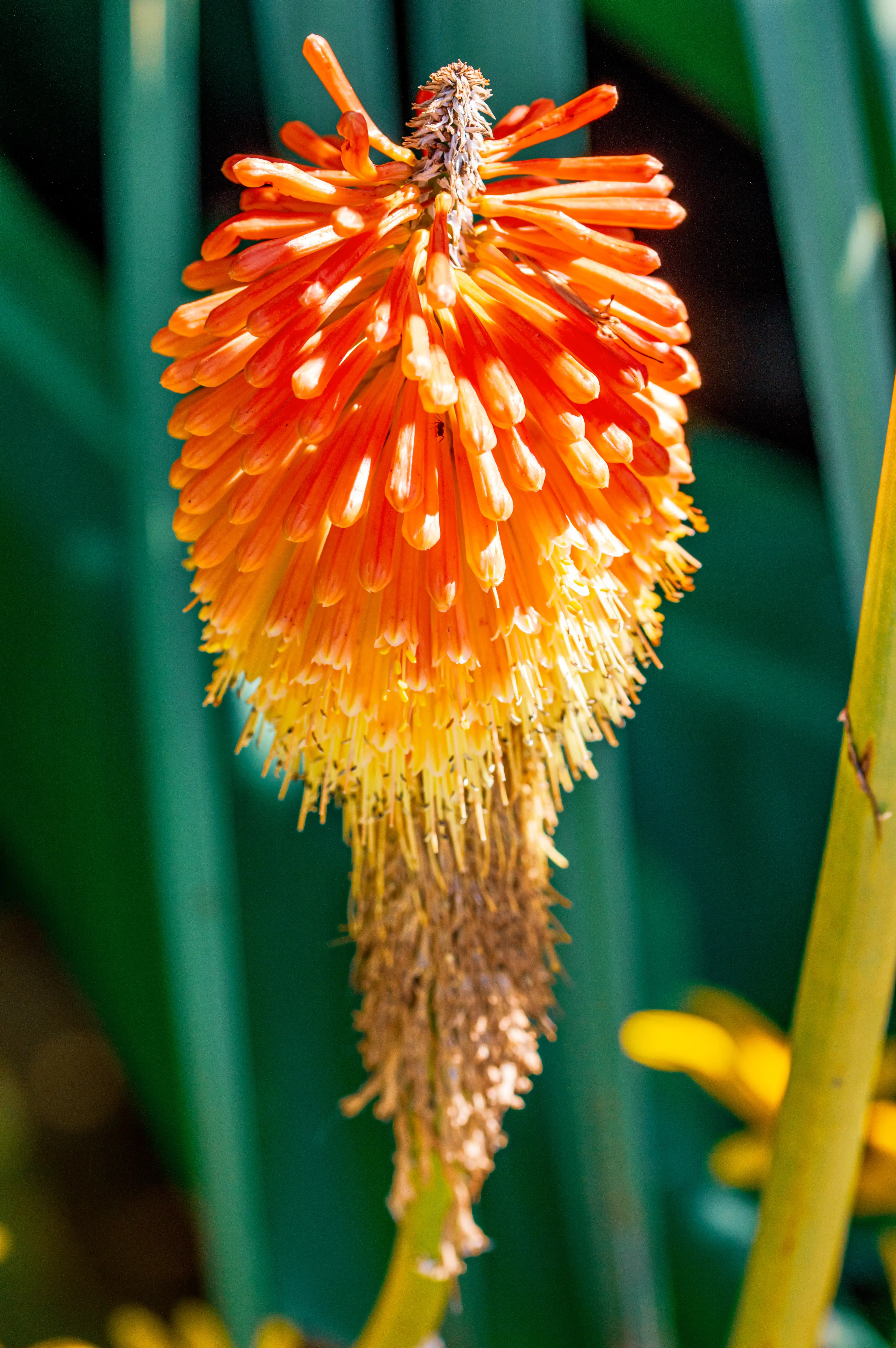 A vertical shot of a Torch Lily flower head, with bright orange tubular florets at the top fading to yellow and then to brown, dried stems at the bottom.