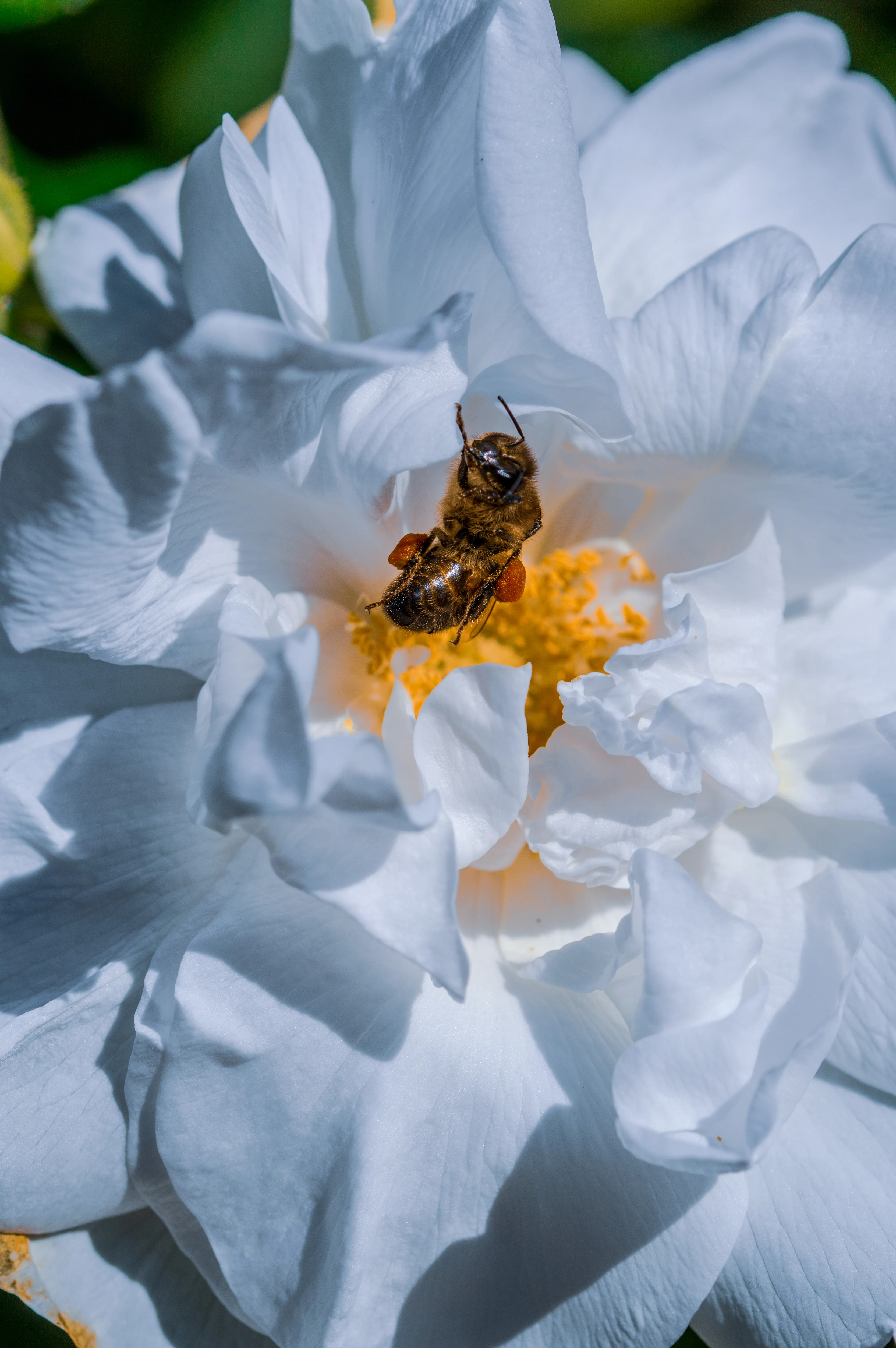 A honey bee with full pollen baskets is positioned on the yellow stamen of a white rose flower.