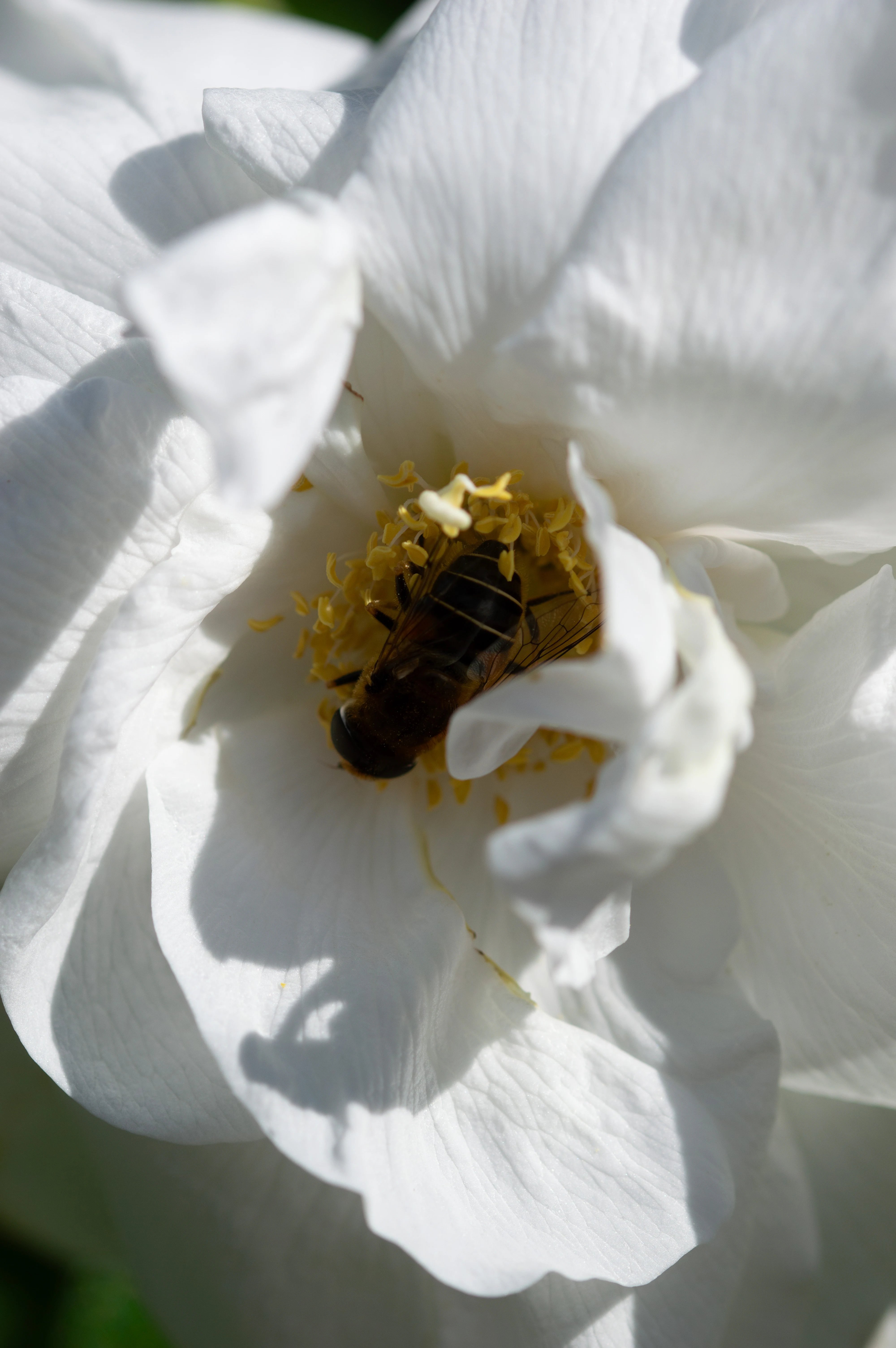 A honey bee with full pollen baskets is positioned on the yellow stamen of a white rose flower.