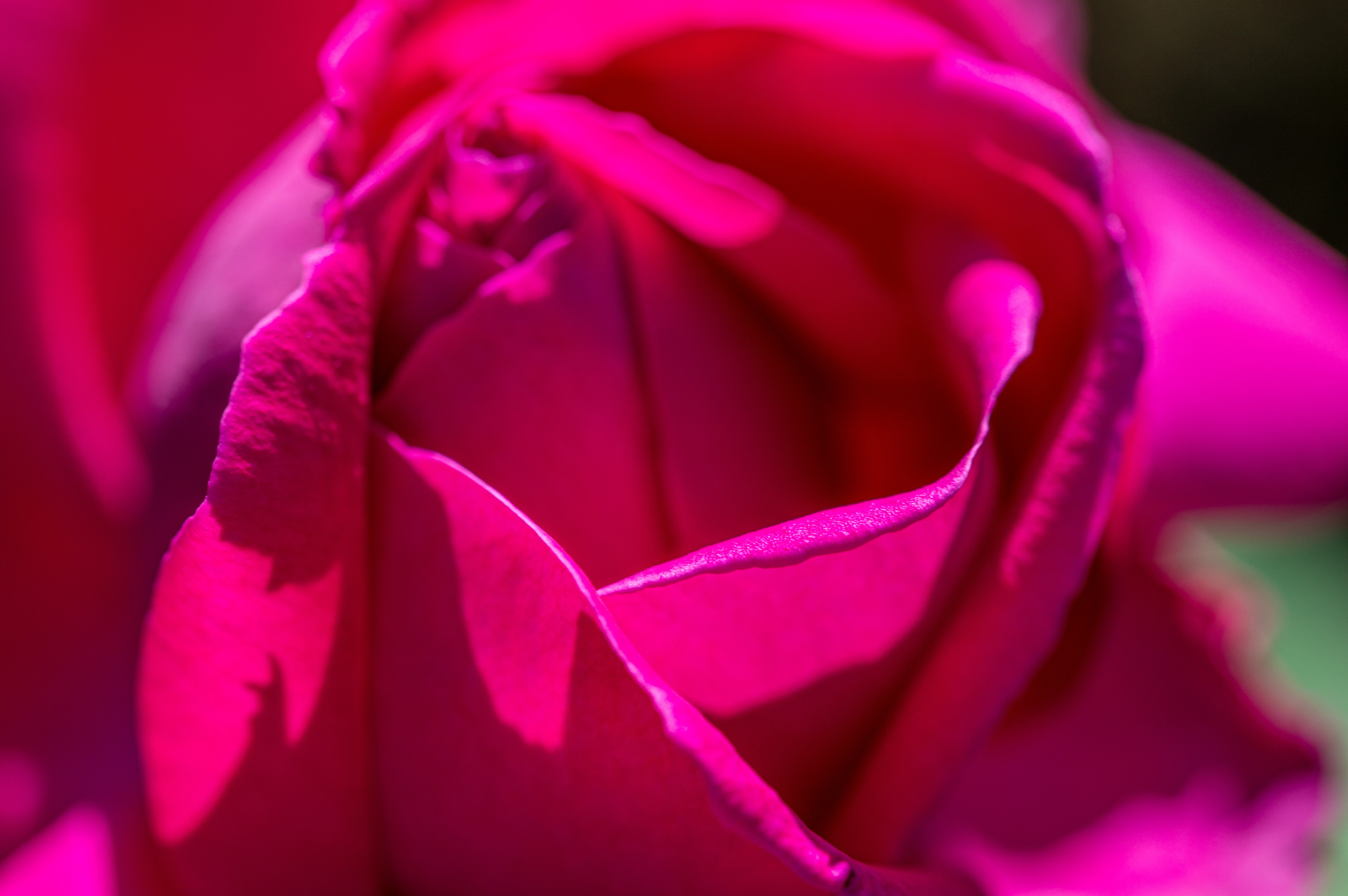 Close-up shot of the centre of a vibrant fuchsia rose, highlighting the delicate texture and curves of its petals.