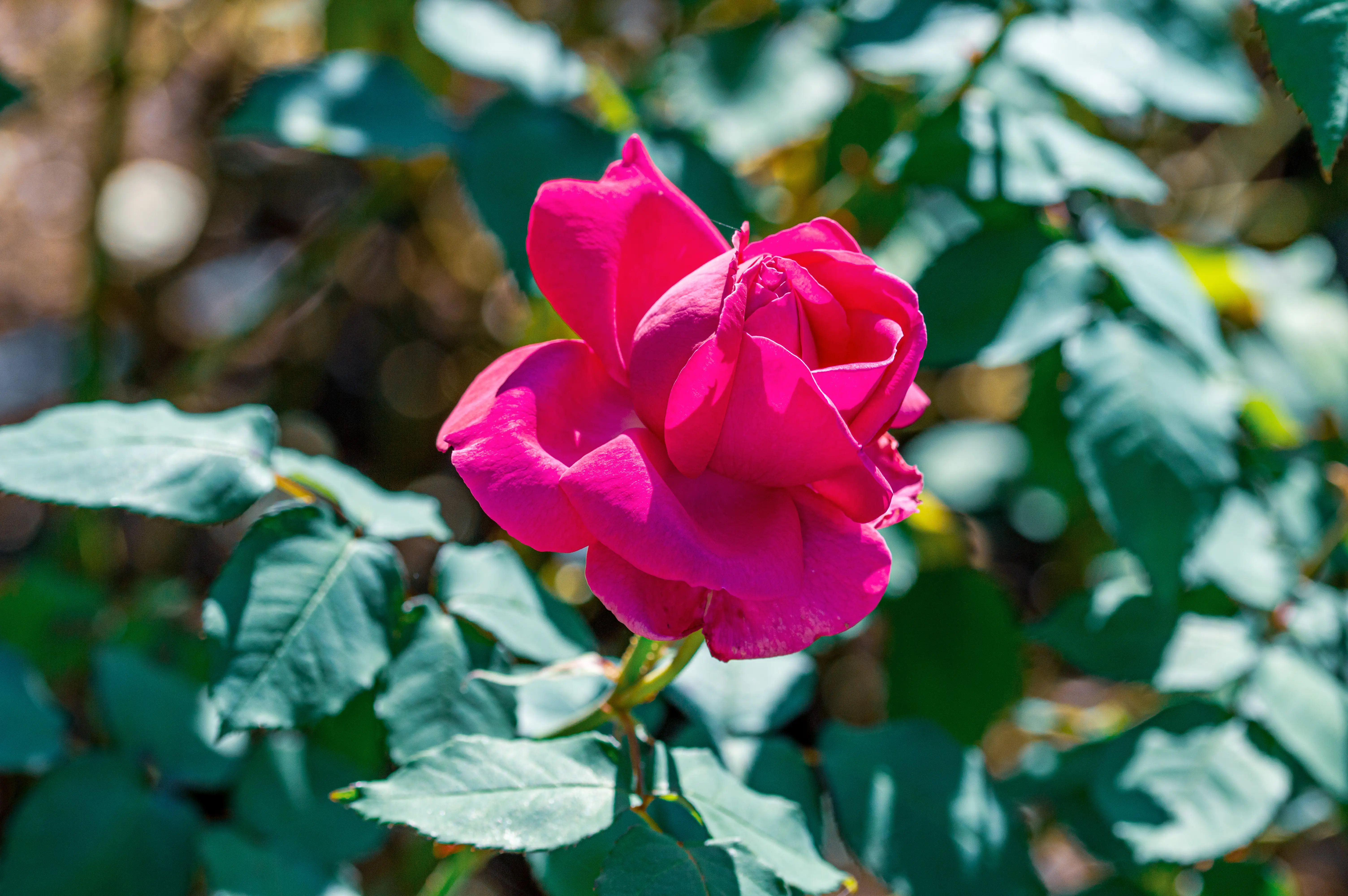 A close-up photograph of a vibrant, deep pink rose in full bloom, set against a softly blurred background of green leaves and dappled sunlight.