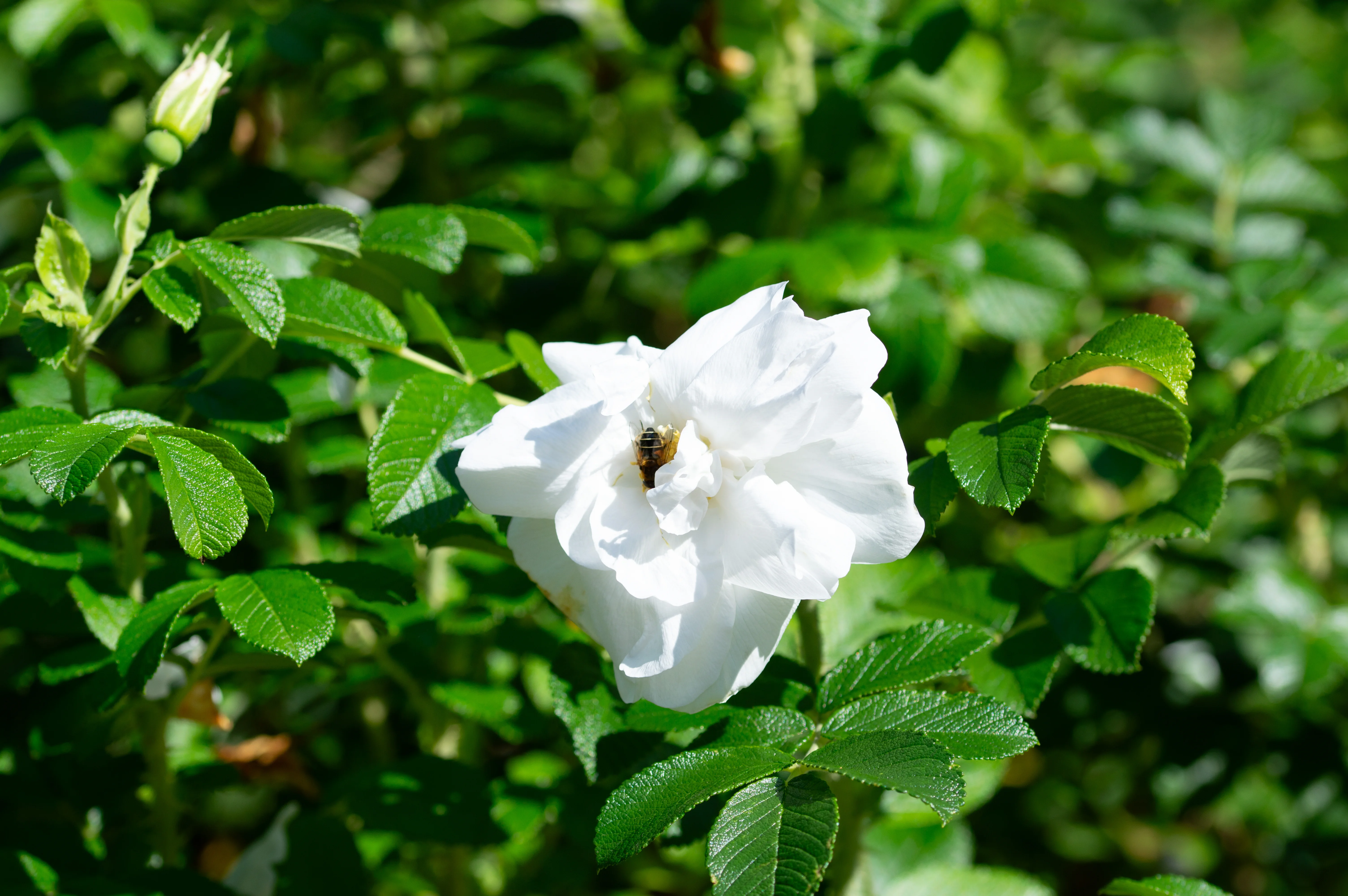 A detailed close-up of a single white rose with yellow stamens, softly lit by sunlight.