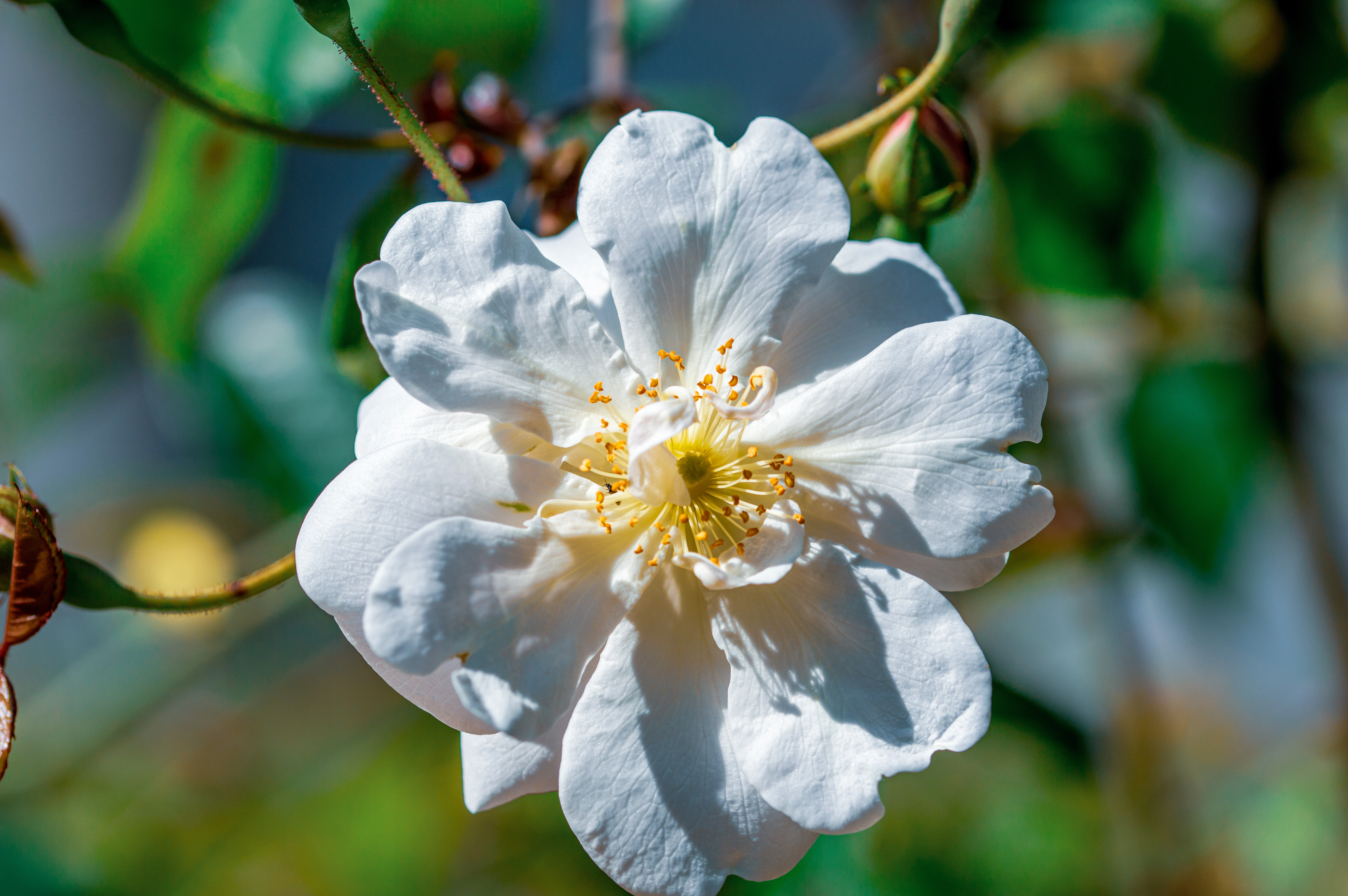 A detailed close-up of a single white rose with yellow stamens, softly lit by sunlight.