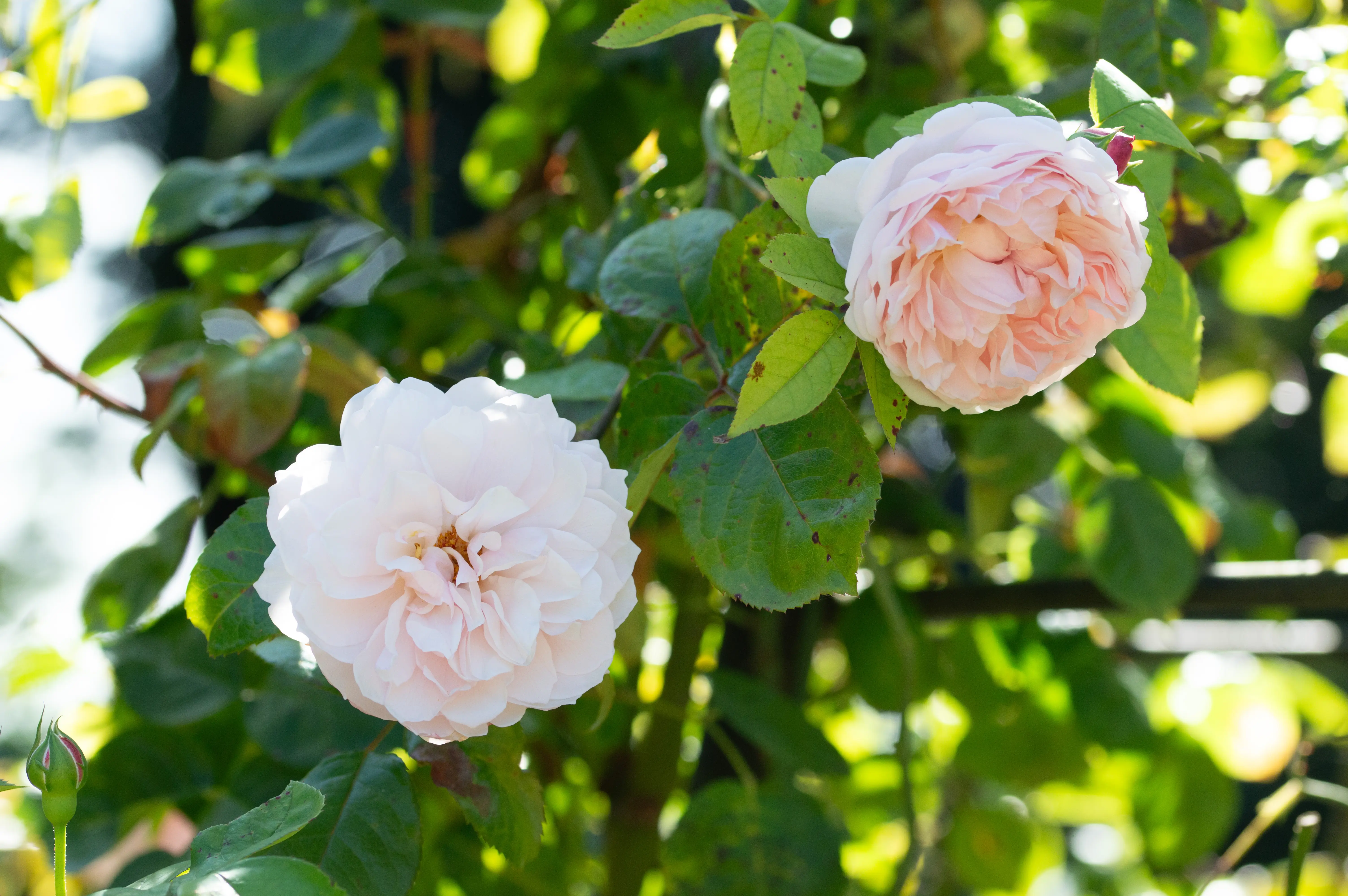 Two fully bloomed, pale pink roses nestled amongst vibrant green leaves and branches. A rosebud is visible in the bottom left corner.