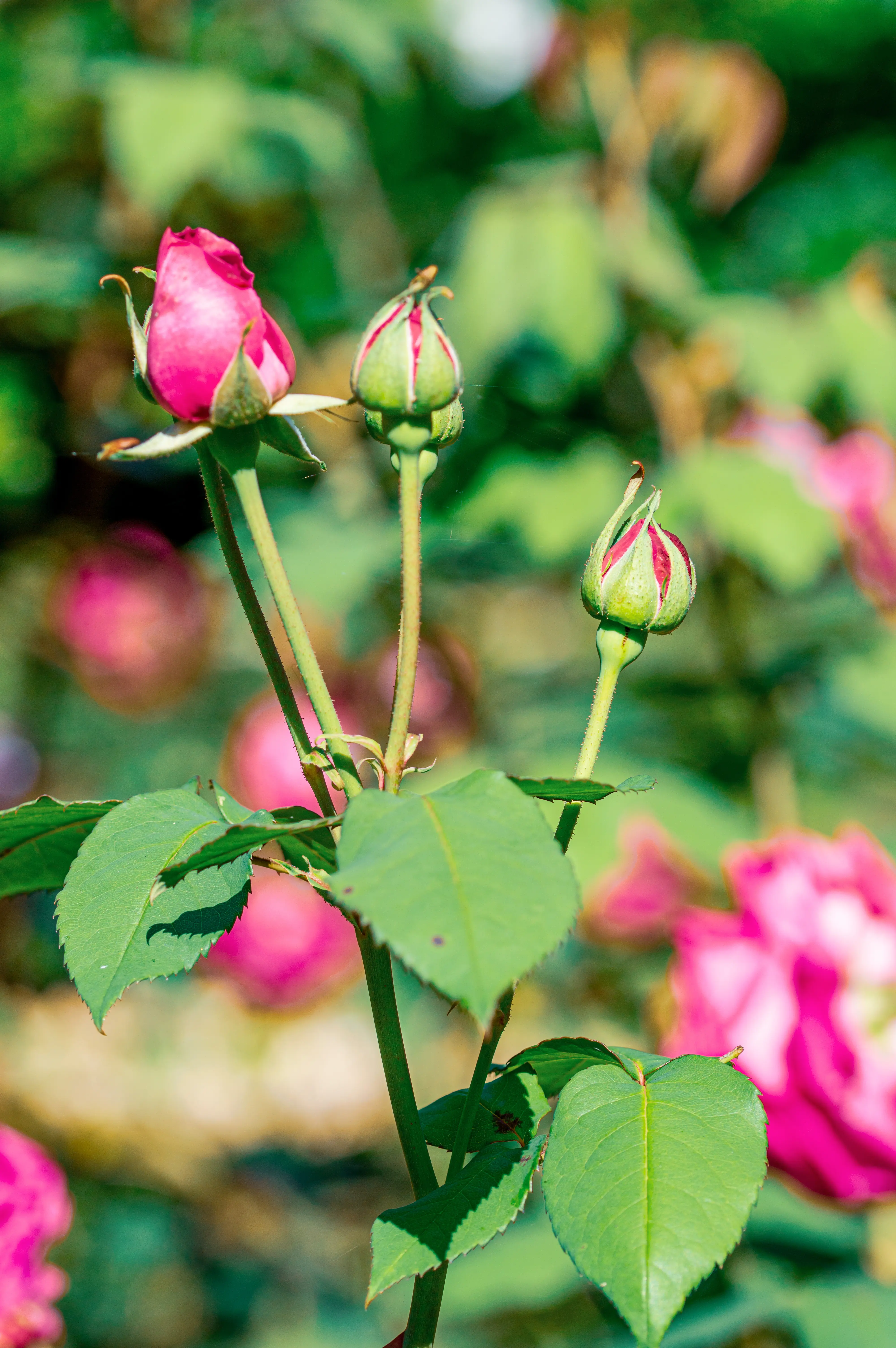 Three rose buds are shown on a stem. The largest bud, on the left, is a vibrant pink and has begun to open. The two smaller buds, to its right, are still tightly closed and predominantly green with hints of pink. Green leaves are visible on the stem, and the background is a soft blur of green foliage and pink rose blooms.