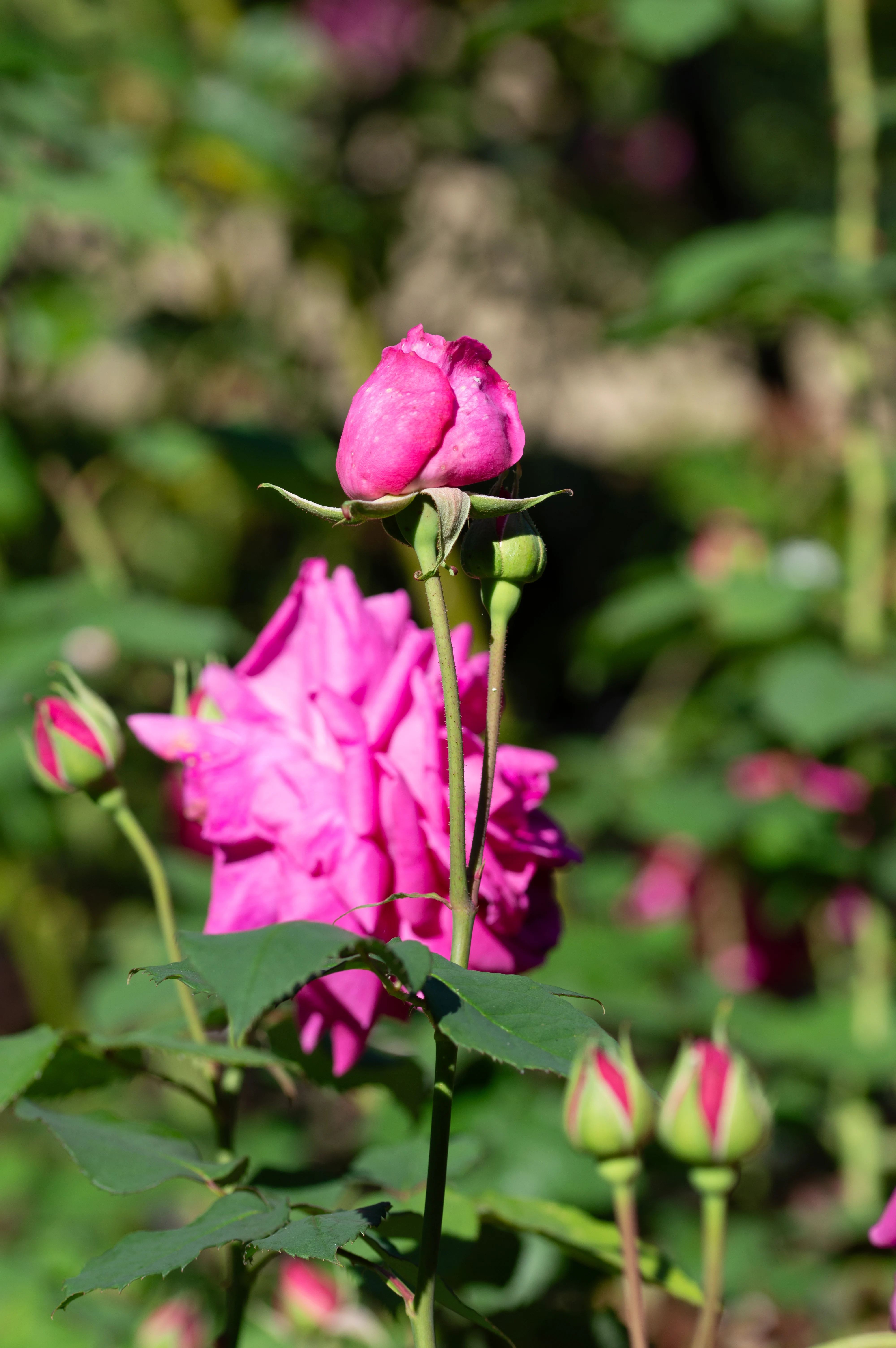 A close-up view of a pink rose bud in the foreground, with a blurred pink rose bloom behind it and other rose buds in the lower right corner. The background is filled with soft green foliage.