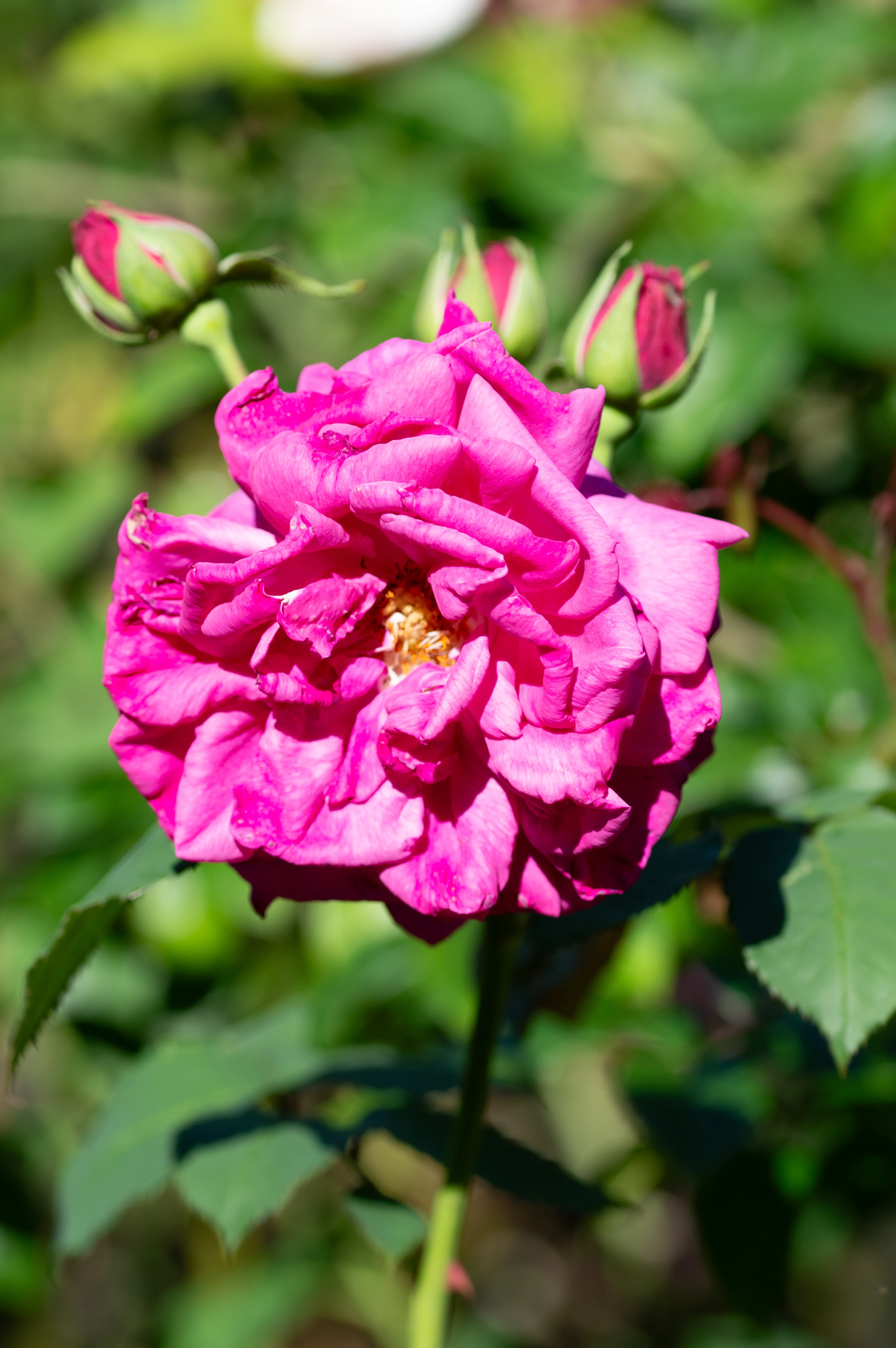 A close-up photograph of a vivid pink rose in full bloom, with several green-leafed rosebuds in the background.