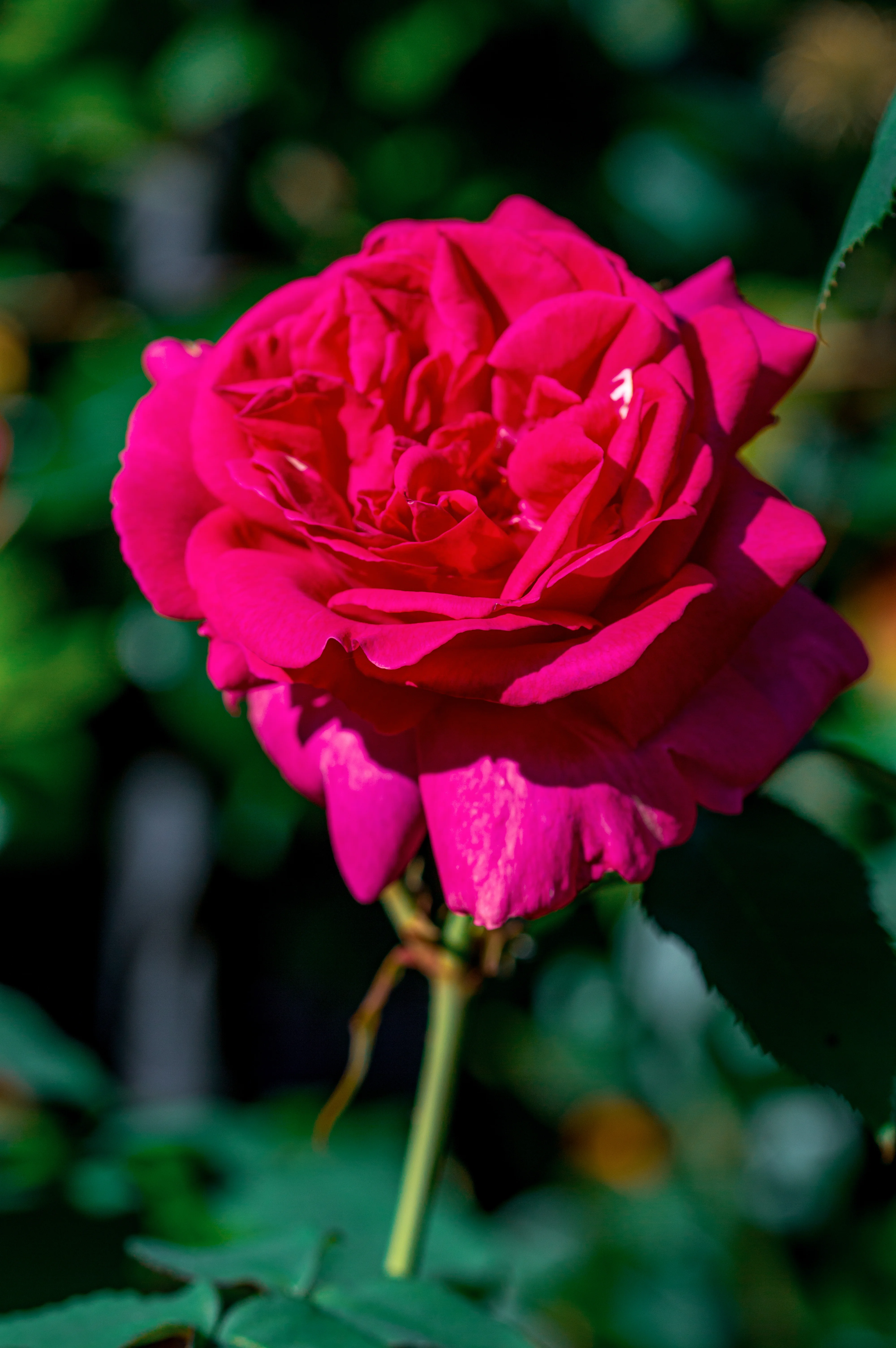 A close-up, detailed photograph of a fully bloomed, vibrant pink rose with layered petals. The background is a soft blur of green leaves and foliage, with dappled sunlight adding depth.