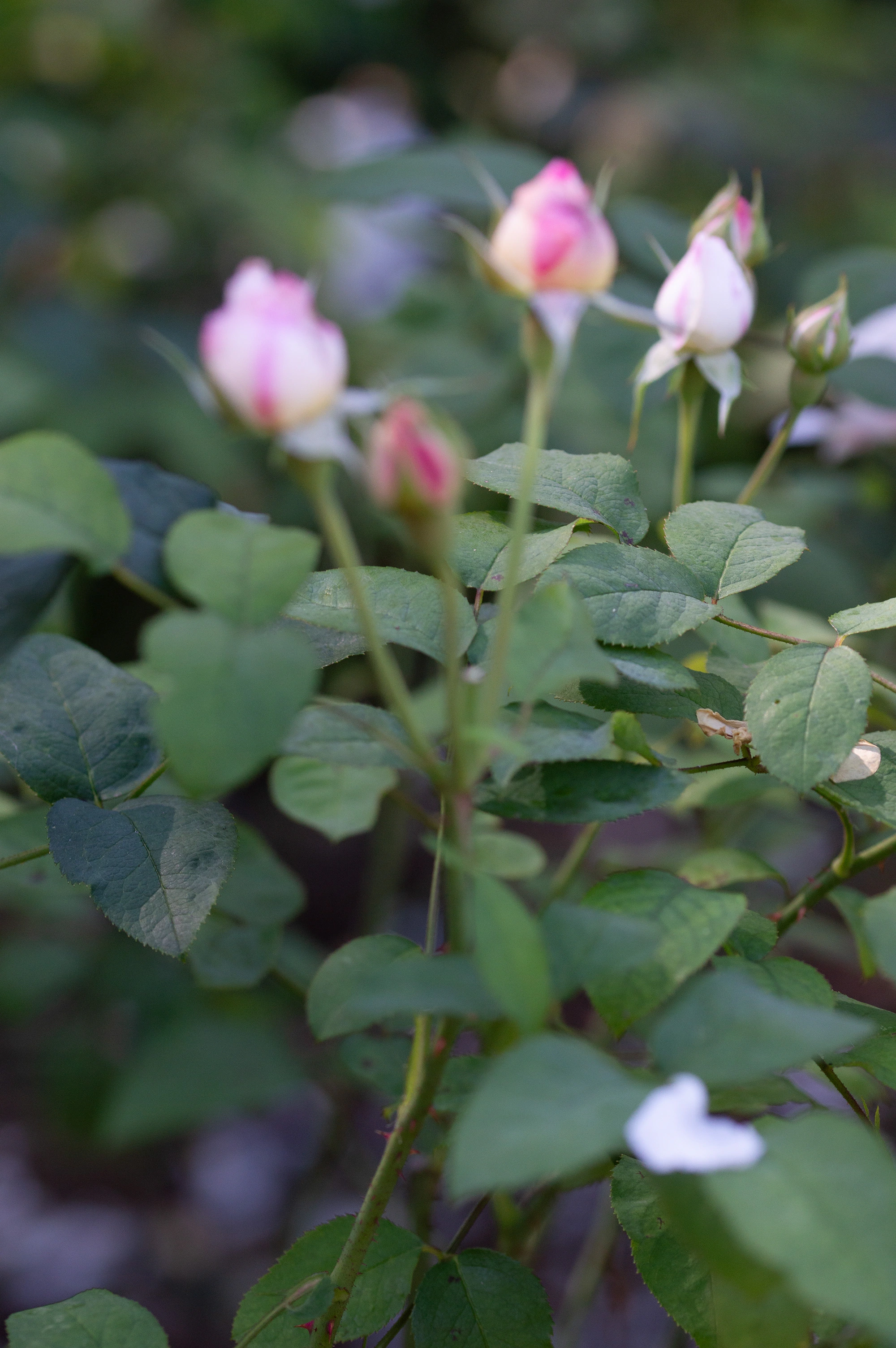A shallow depth of field shot of several pink and white rose buds and green leaves.