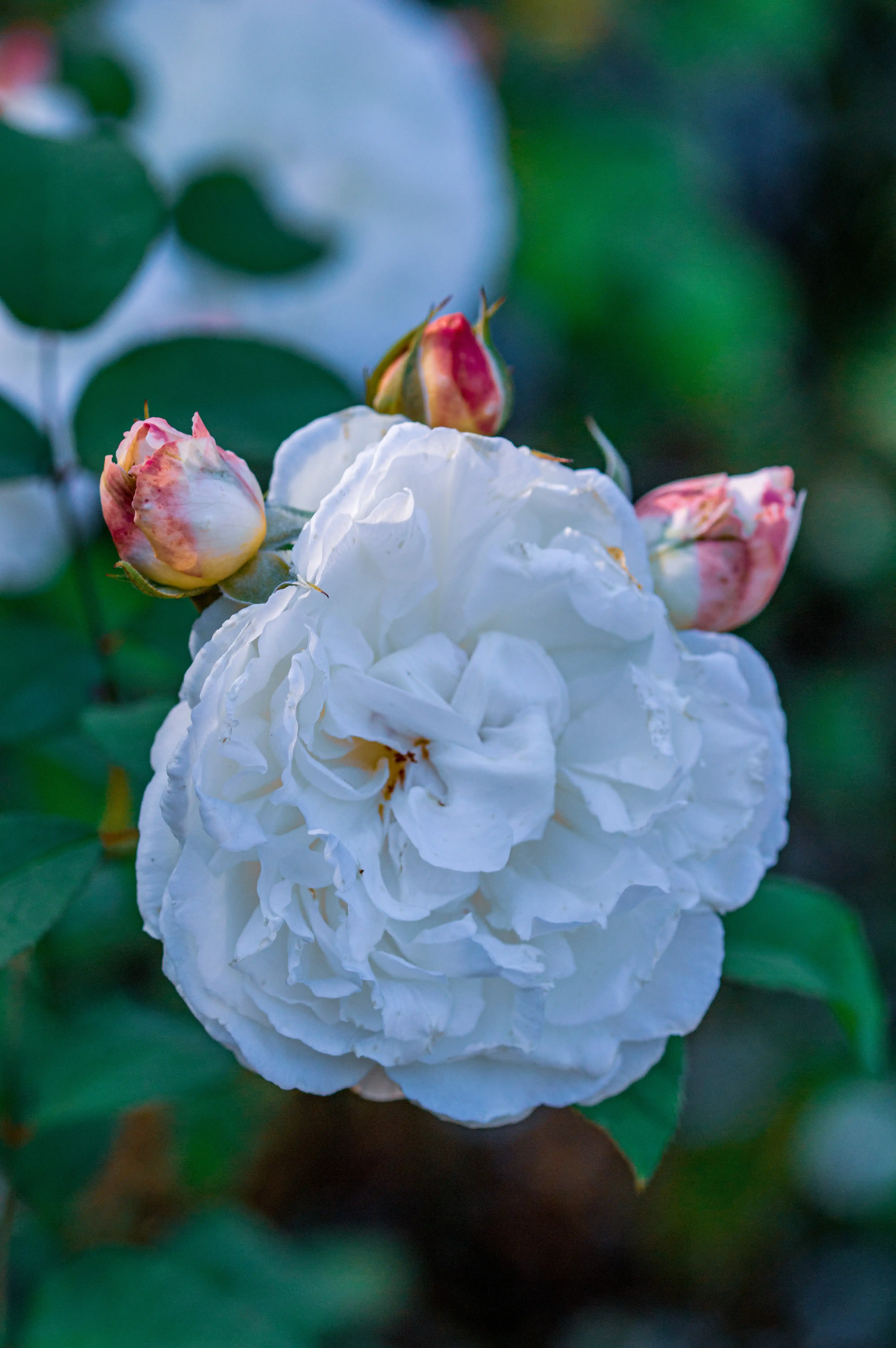 A close-up of a fully bloomed white rose with soft, layered petals. Two partially opened buds with pink and orange tinges surround the main flower, set against a backdrop of green leaves