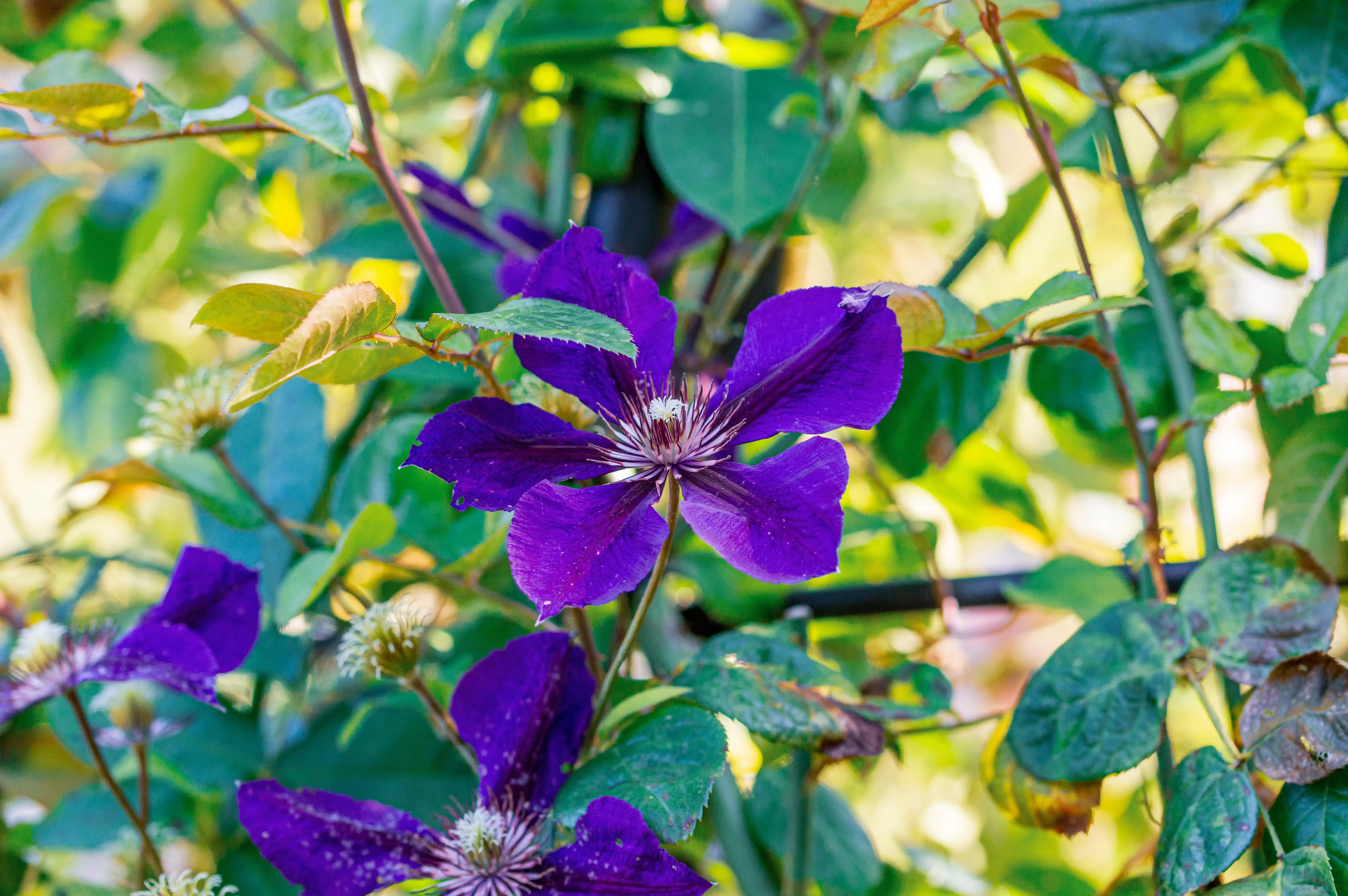 A large, vibrant purple Clematis flower with five petals and a detailed stamen is in focus, surrounded by green leaves and stems. Two smaller purple Clematis flowers are visible in the foreground and background.