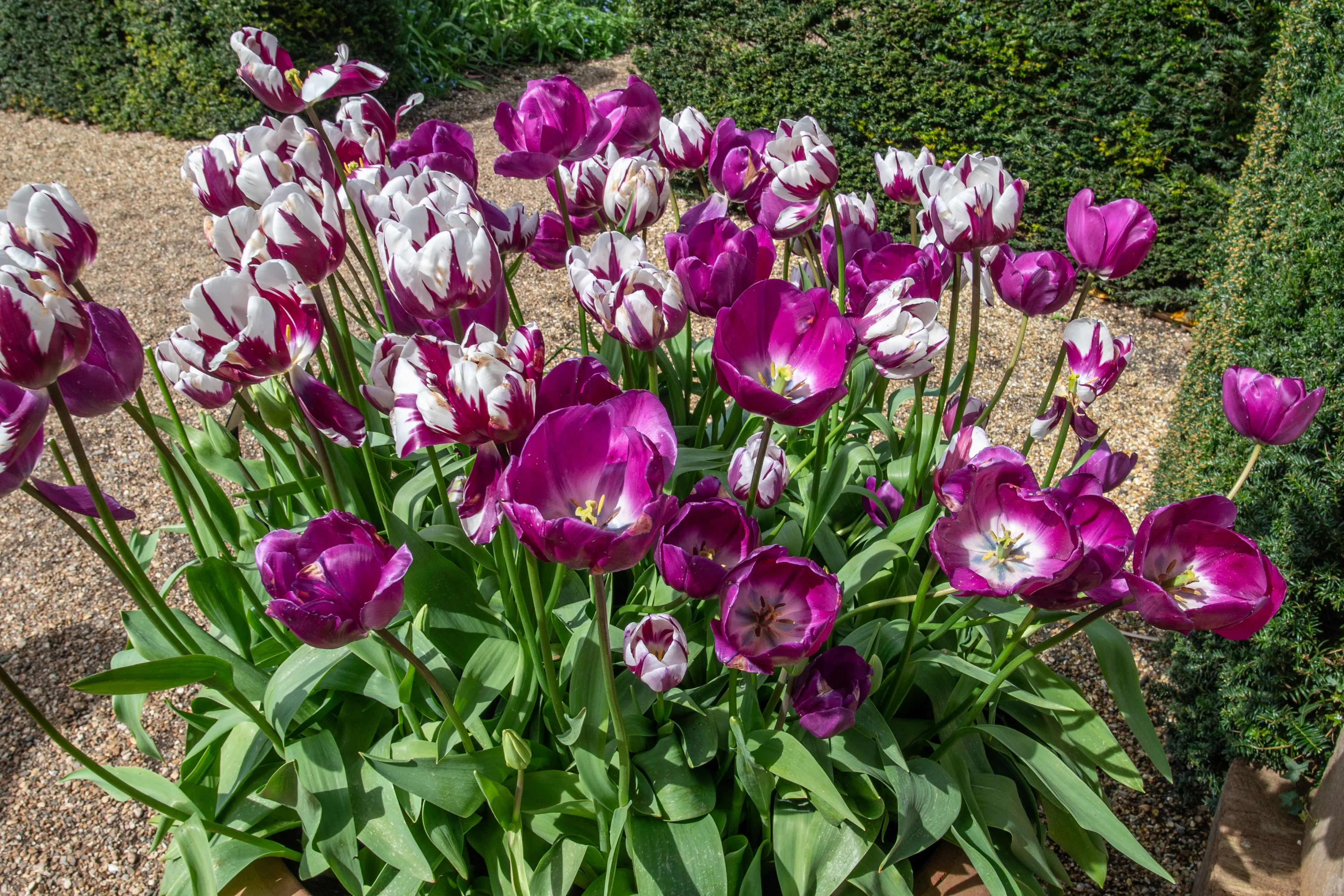 A cluster of striking purple and white variegated tulips, with some solid purple blooms, are displayed outdoors with green leaves and stems.