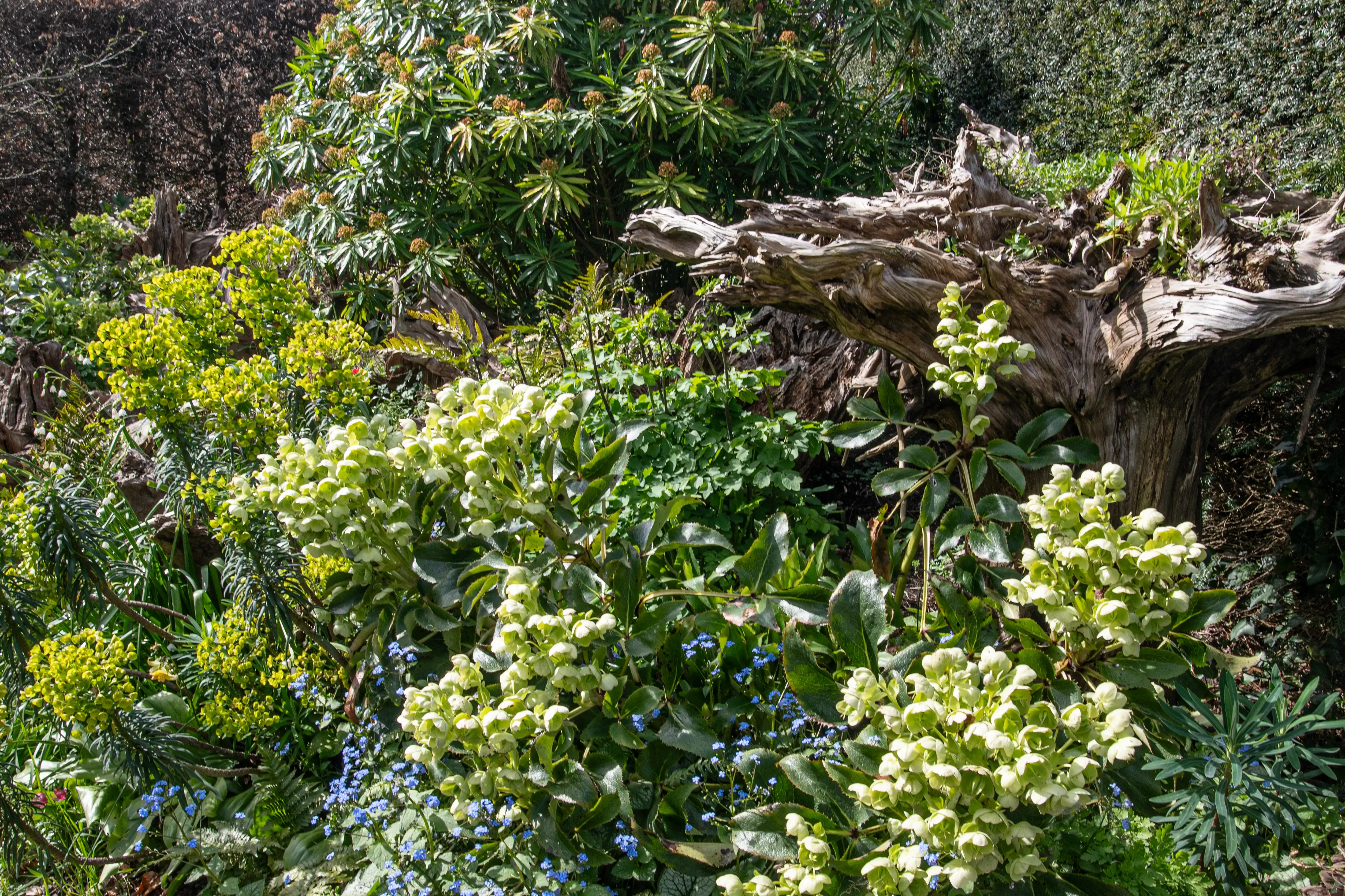 A lush spring garden scene featuring pale green hellebore flowers and blue forget-me-nots in the foreground, with a weathered piece of driftwood and various green plants in the background.