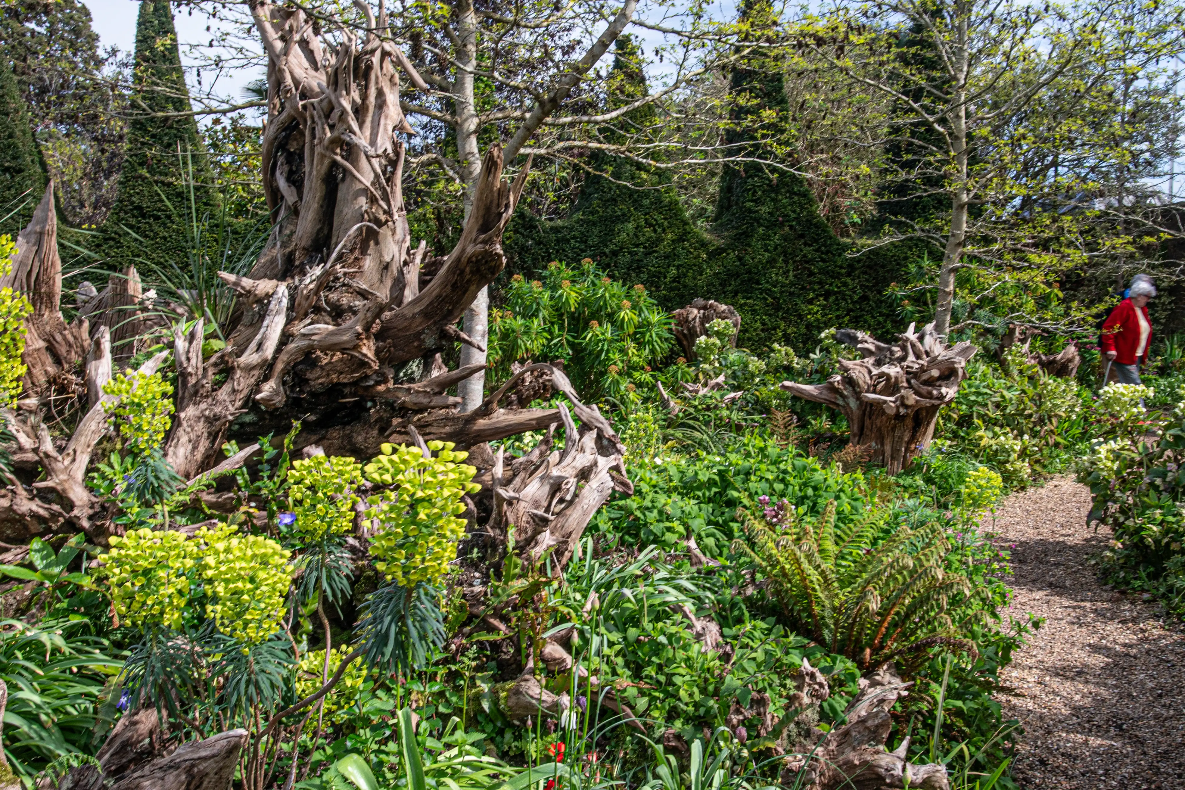 A garden path meanders through a vibrant garden filled with large, gnarled tree roots and various green plants, including ferns and flowering spurge. A person wearing a red jacket is visible walking away on the path in the background, to the right.
