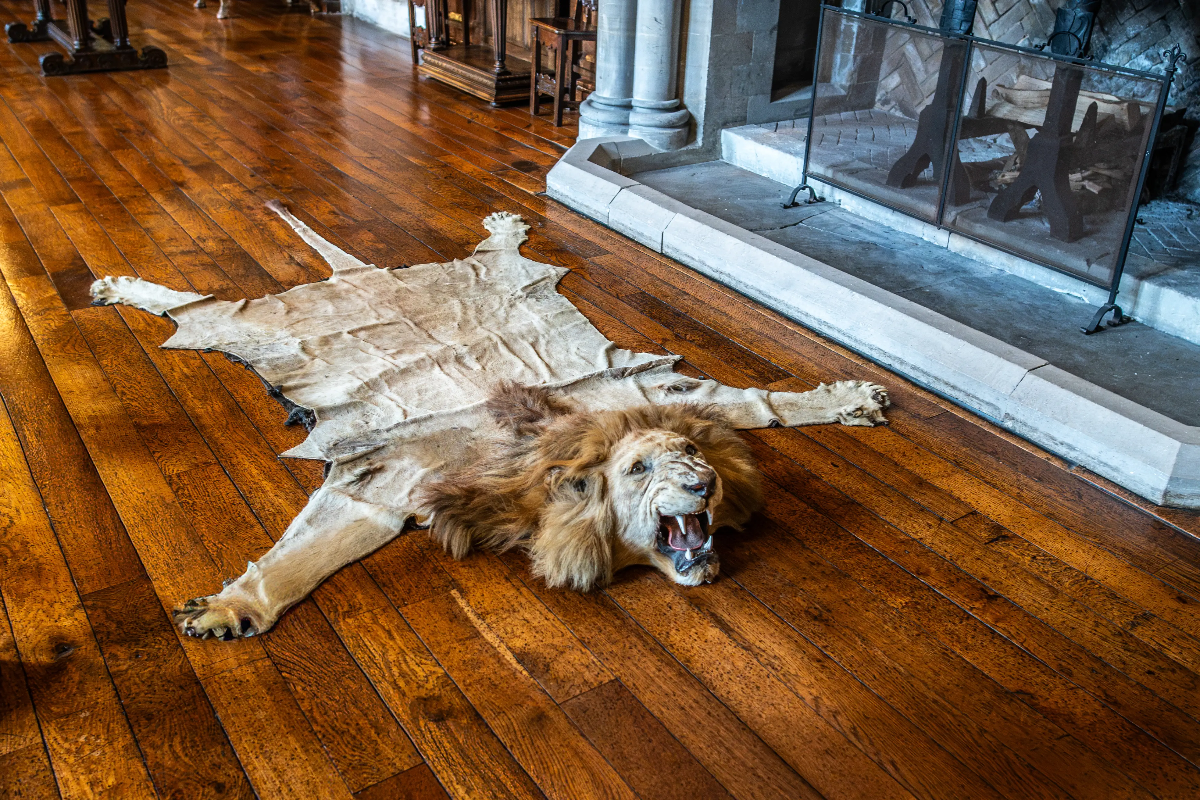 A taxidermied lion rug with its mouth open in a roar is laid out on a polished wooden floor, with a stone fireplace and fireguard visible in the background.