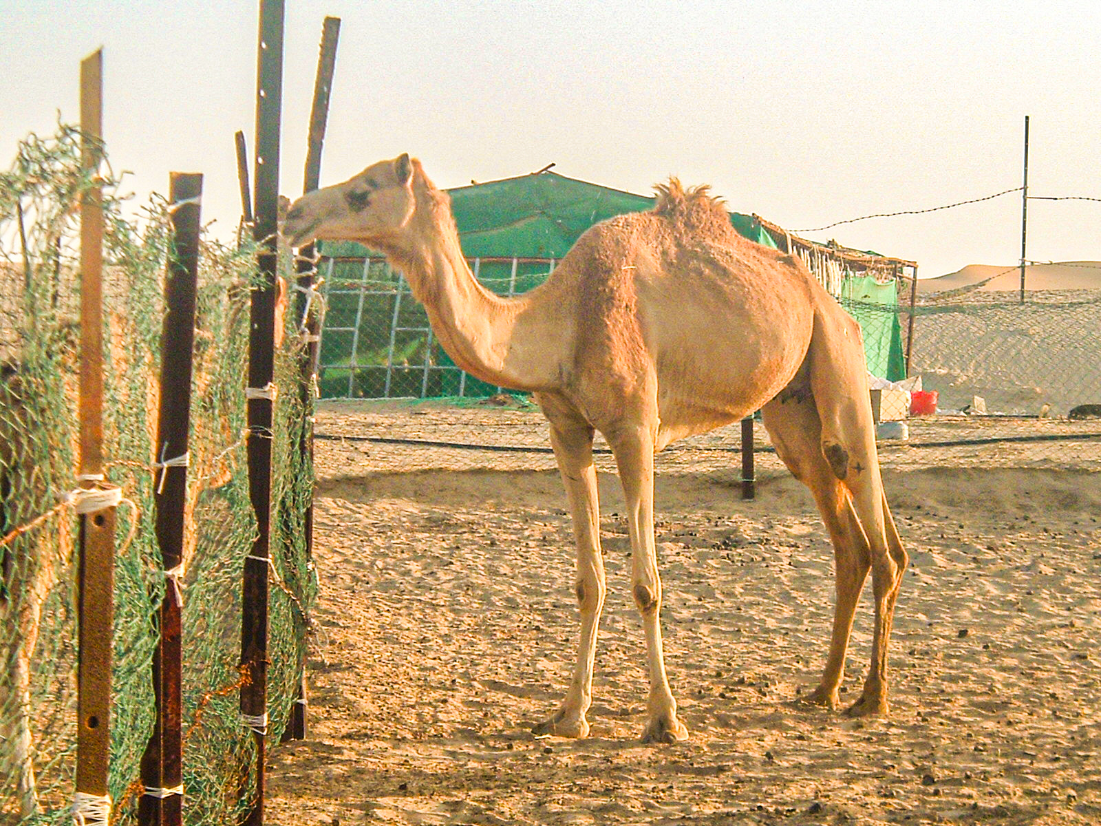 The image depicts a camel standing in a fenced area, likely a farm or enclosure. The camel is positioned near a structure covered with green netting and is surrounded by vertical posts with some greenery attached. The ground appears to be sandy, and there are various objects and structures in the background, suggesting a rural or desert setting.