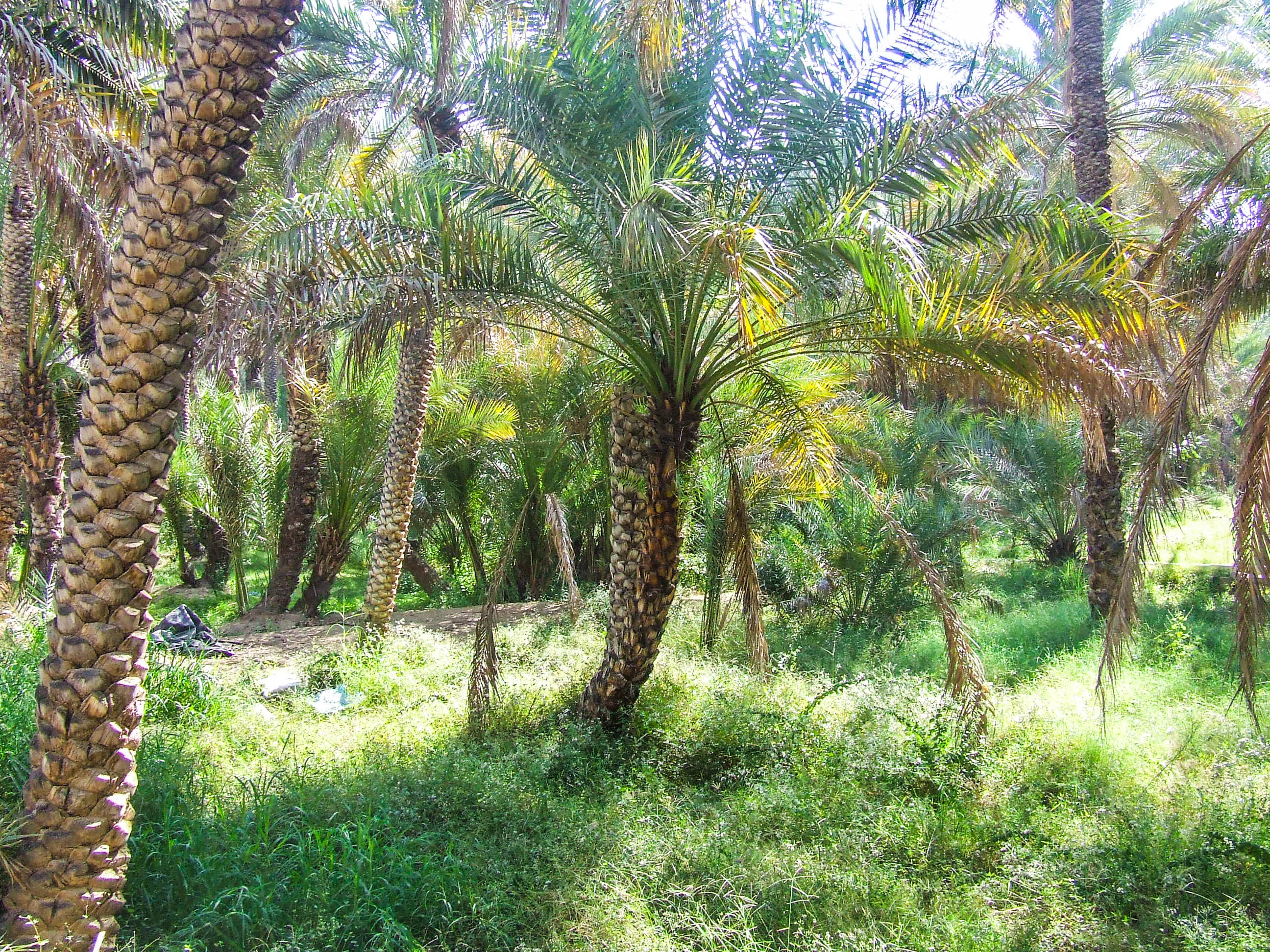The image depicts a grove of palm trees with dense, green foliage and trunks covered in clusters of coconuts. The ground is covered with green grass and some scattered debris. The scene is well-lit with sunlight filtering through the leaves, creating a bright and vibrant atmosphere.