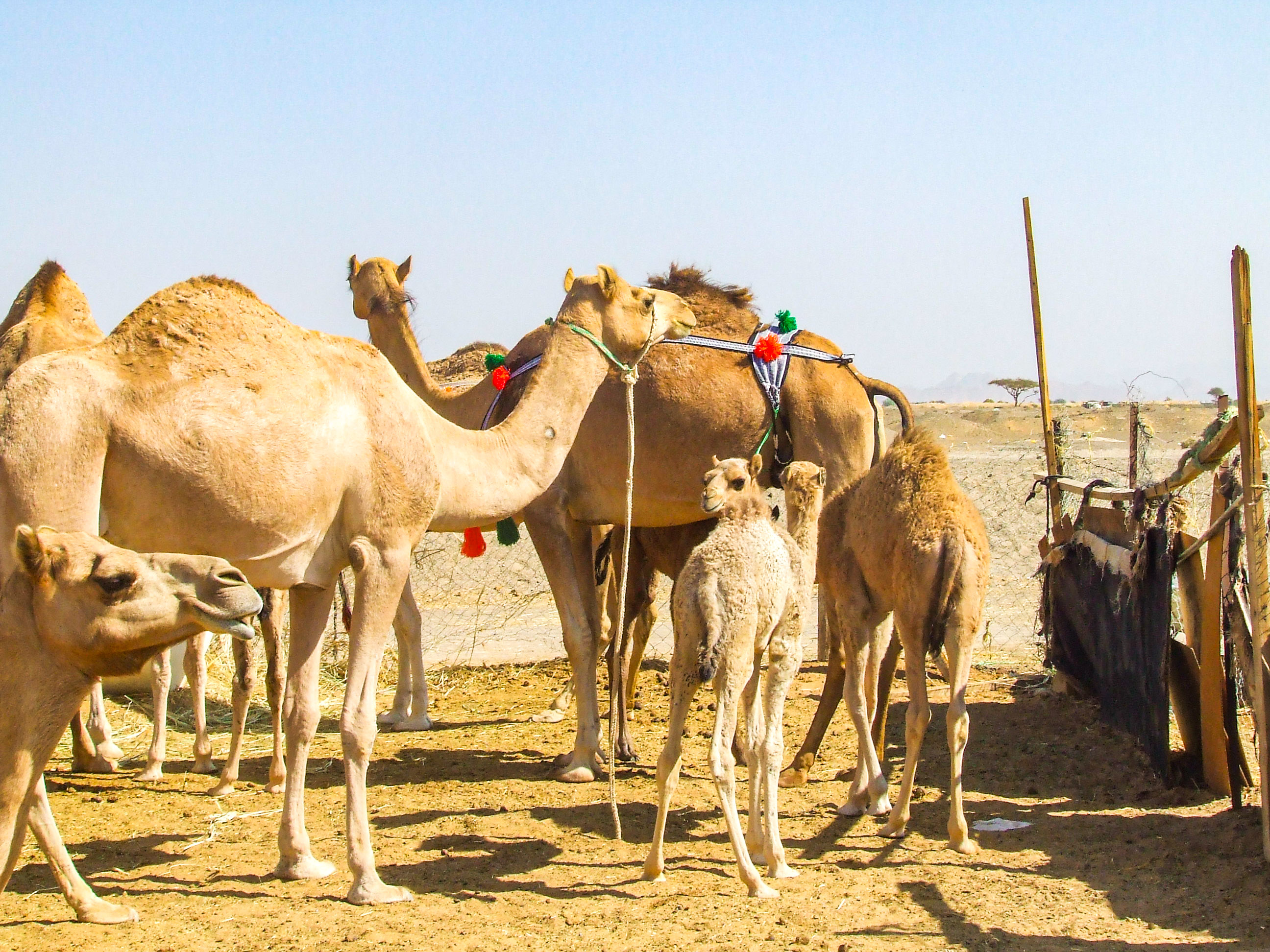 The image depicts a group of camels, including adults and a calf, standing in a desert-like environment. Some of the camels are adorned with decorative harnesses and ornaments. The setting appears to be a camel pen or enclosure, with simple fencing and a few scattered trees in the background.