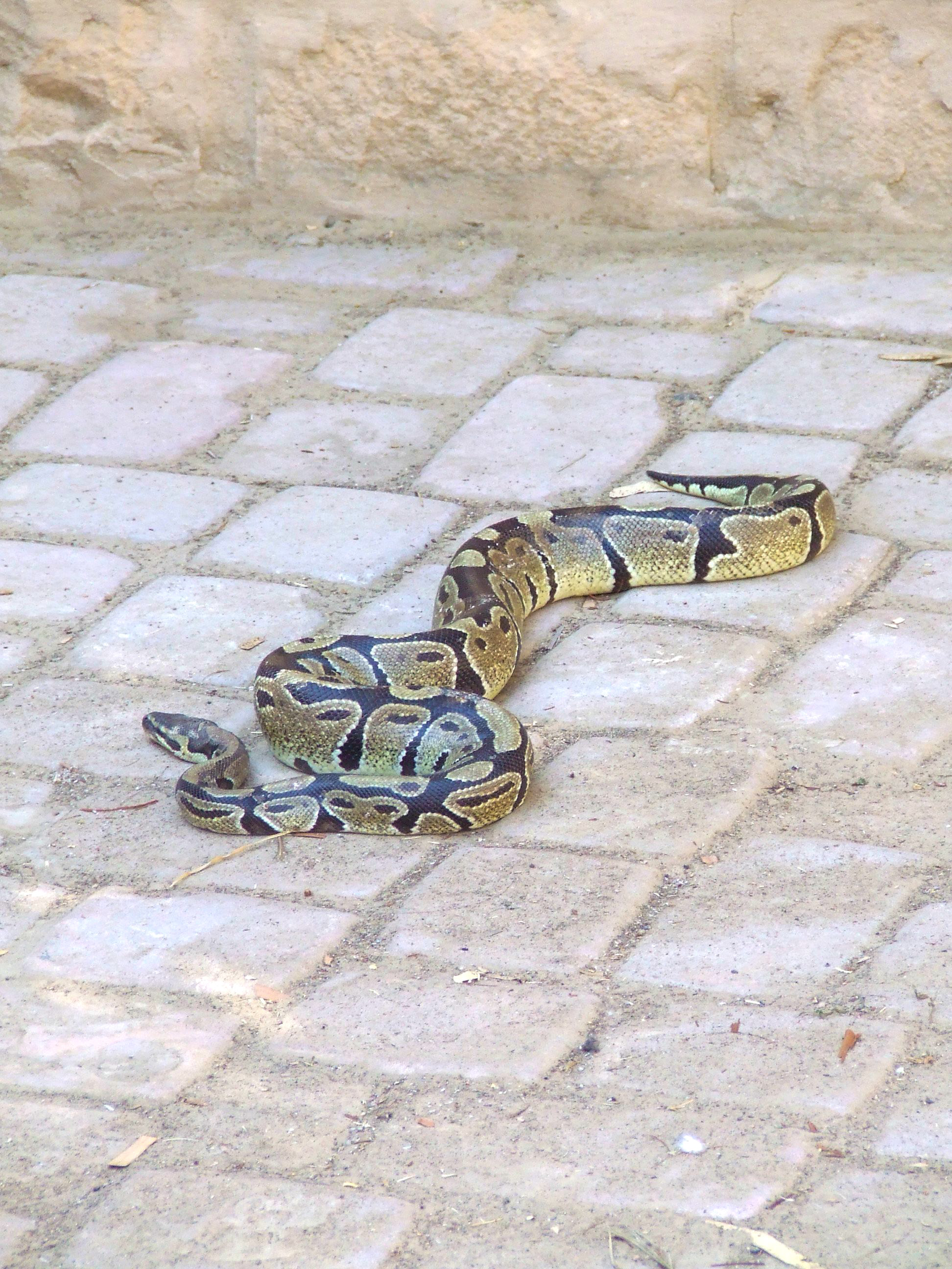 The image shows a snake with distinctive black and tan diamond-shaped patterns on its body, lying on a stone-paved ground. The snake appears to be a type of python, possibly a Ball Python, which is known for its docile nature and distinctive markings.