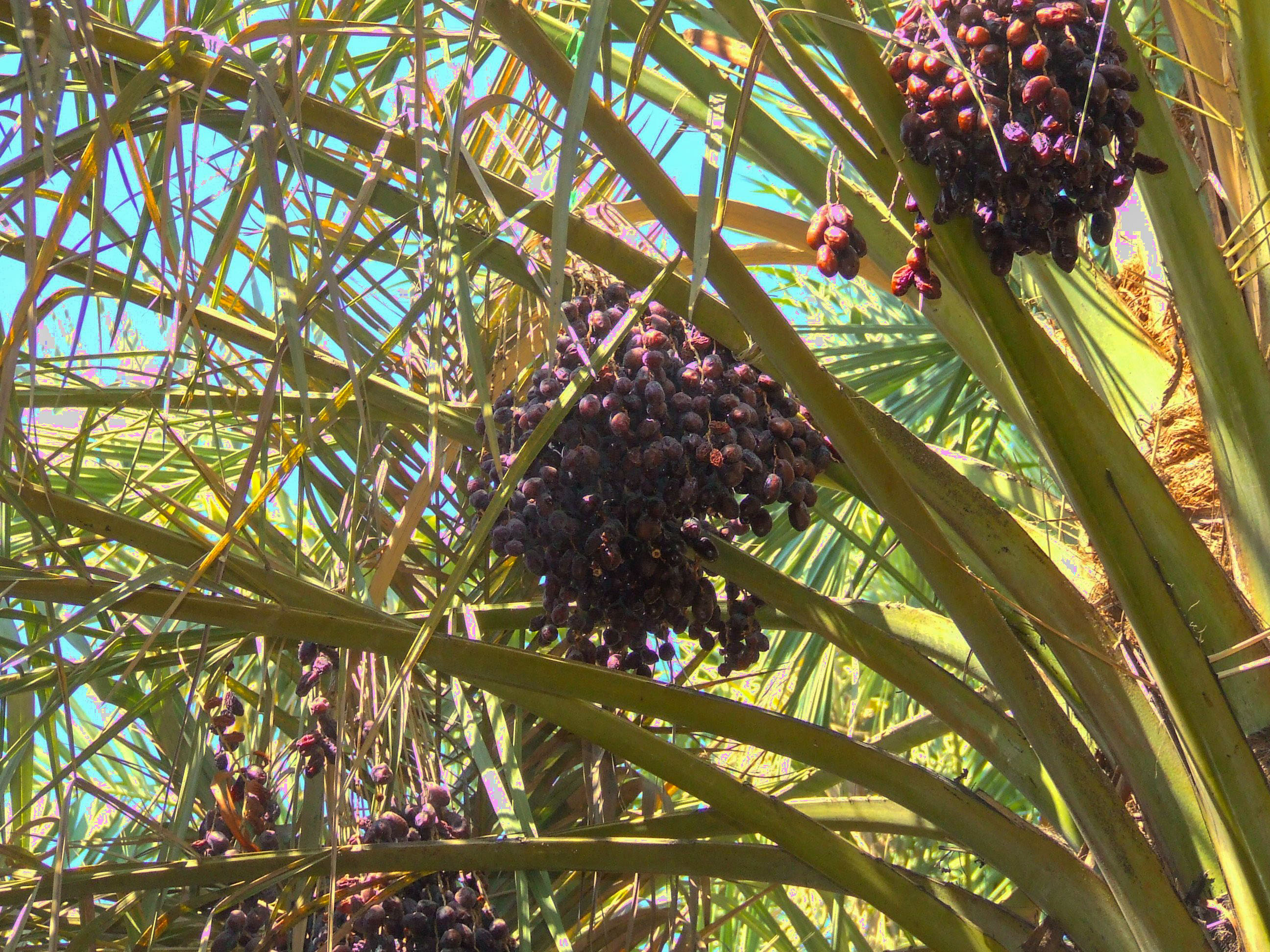 The image shows a close-up view of a palm tree with clusters of dark, possibly unripe fruits hanging among the green fronds. The sky is visible in the background, indicating that the photo was taken from below, looking upwards into the tree.